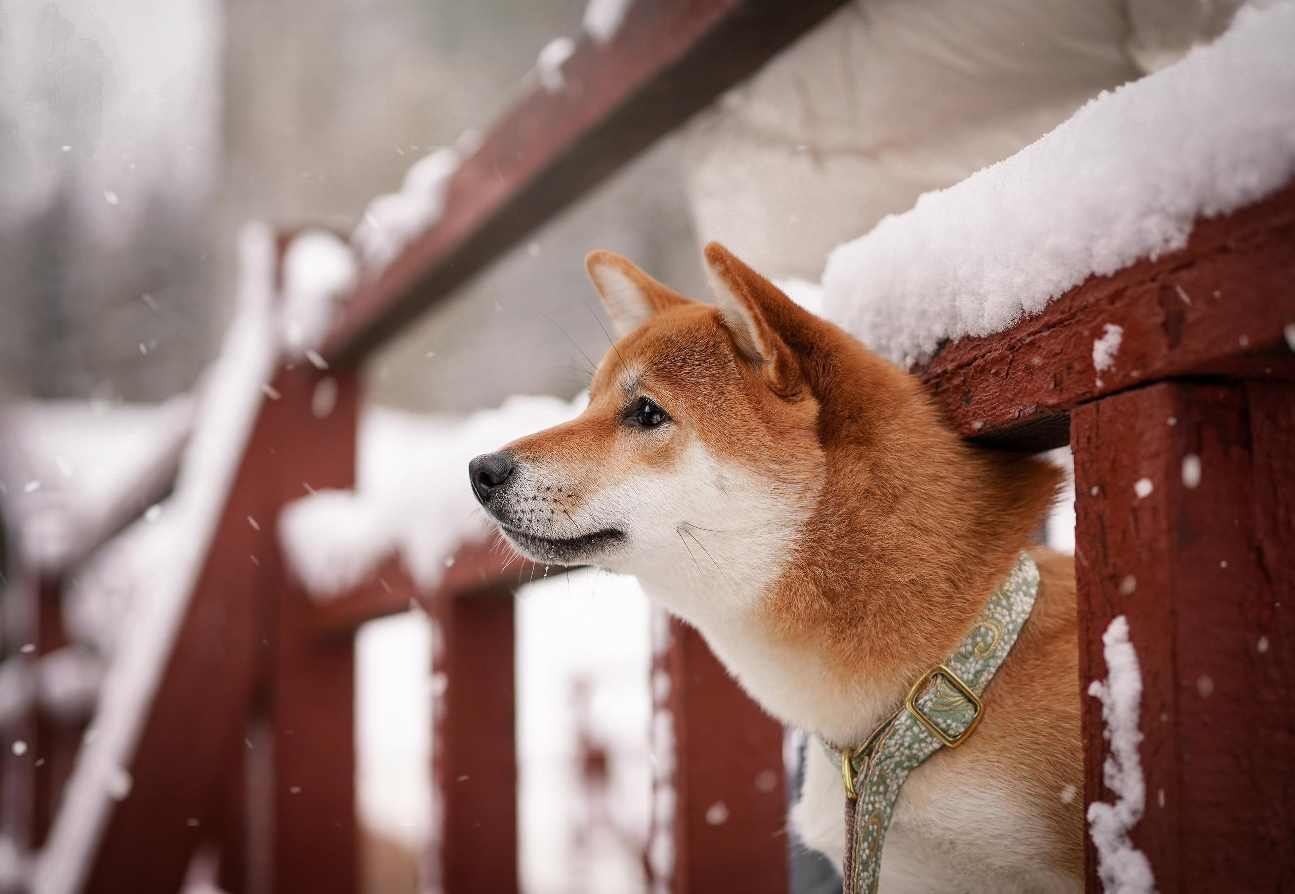 Алина и Юми. Фотограф-анималист в Санкт-Петербурге Яна Мартынова