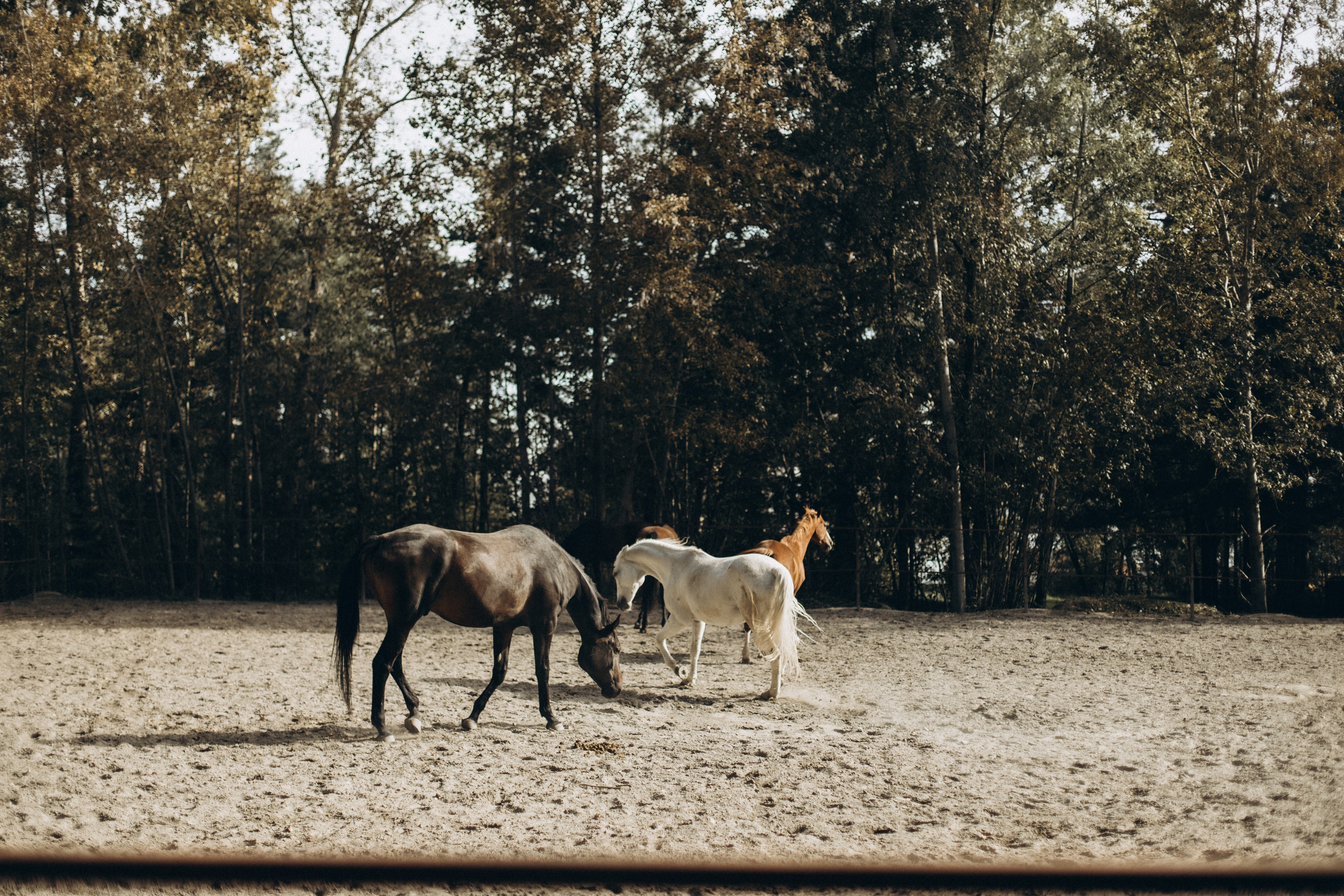 С Лошадьми. Фотограф