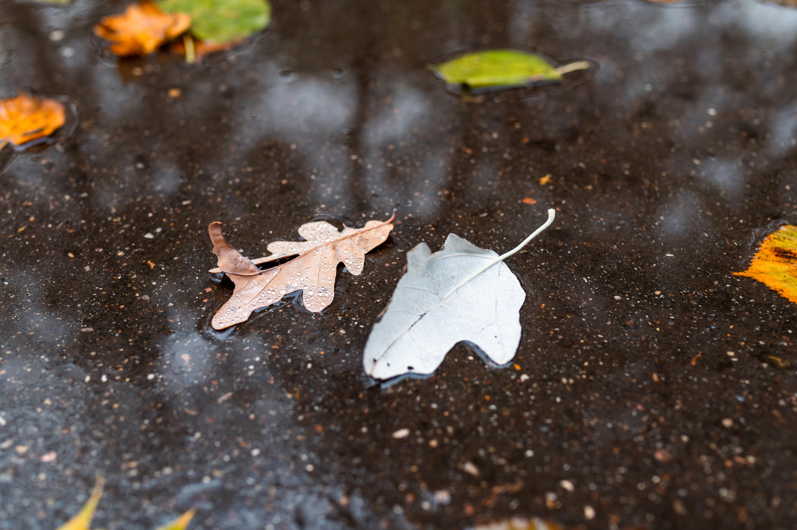 20231031 Нескучный сад. Дмитрий Ремизов. Фотография, как хобби