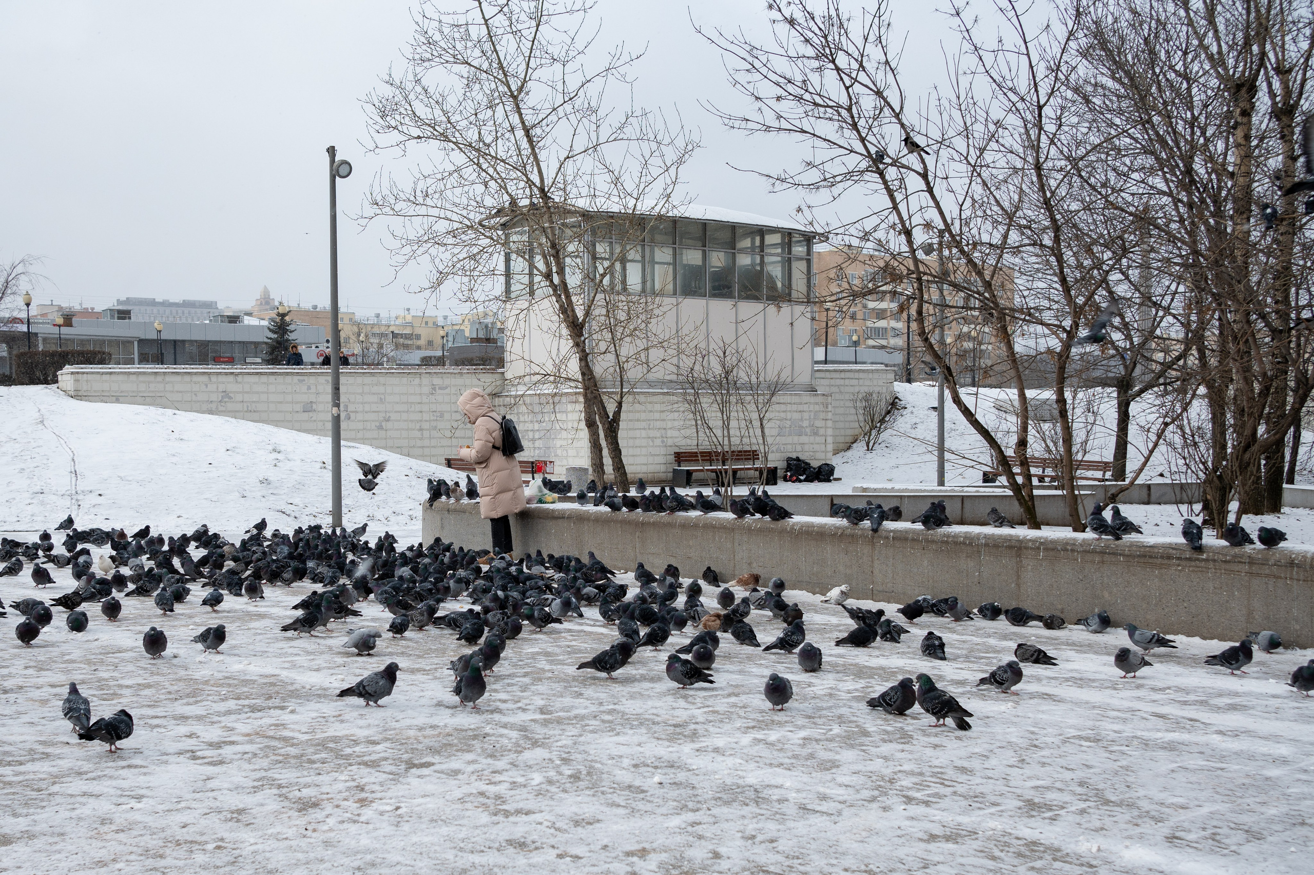20250216 Нескучный сад. Дмитрий Ремизов. Фотография, как хобби