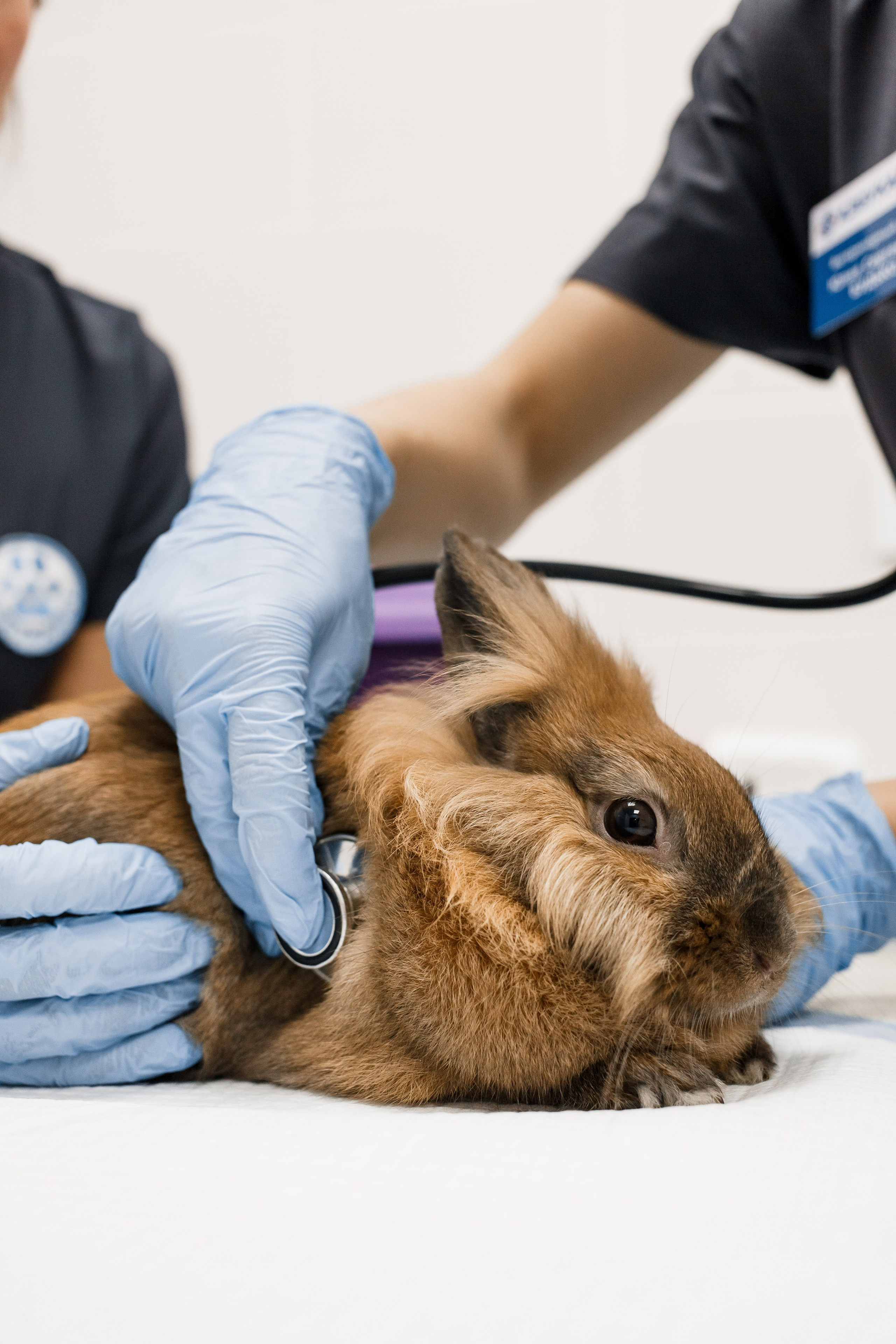 Контентная съемка для ветеринаркой клиники. КОНТЕНТ ФОТОГРАФ