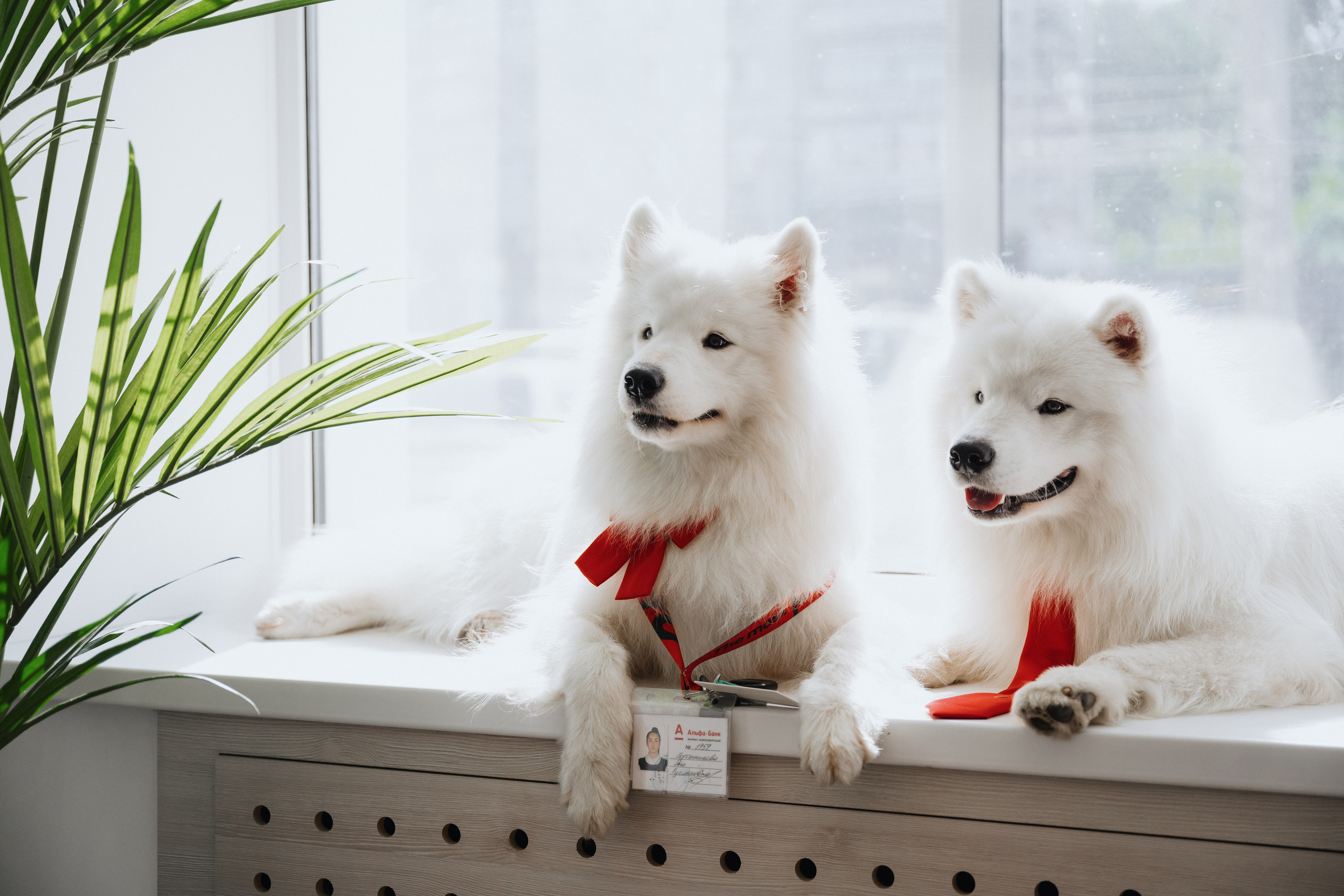 Фотосессия с самоедами