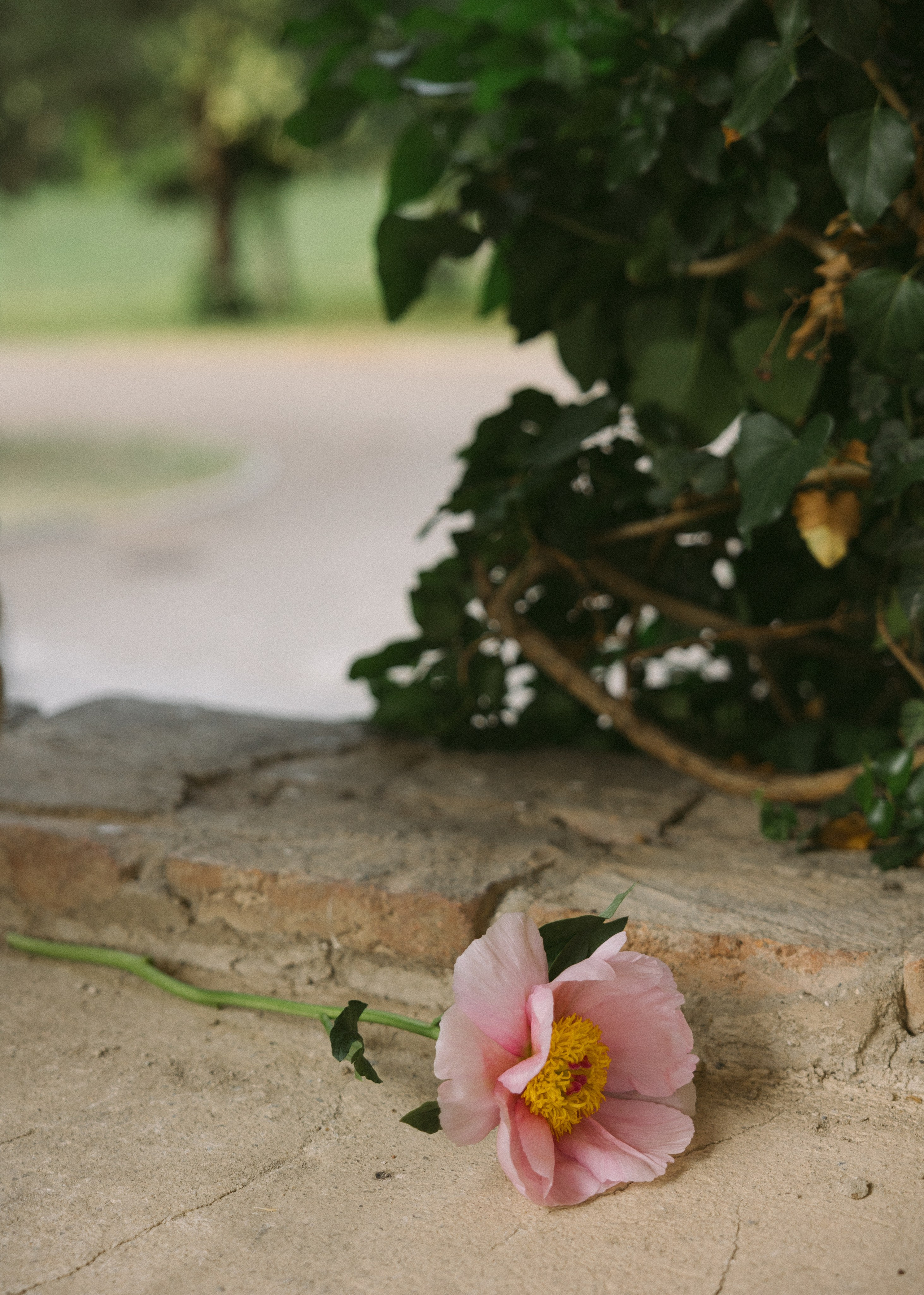 Nitsa & Shali • Tsinandali estate. Anna Fridenberg | wedding photographer