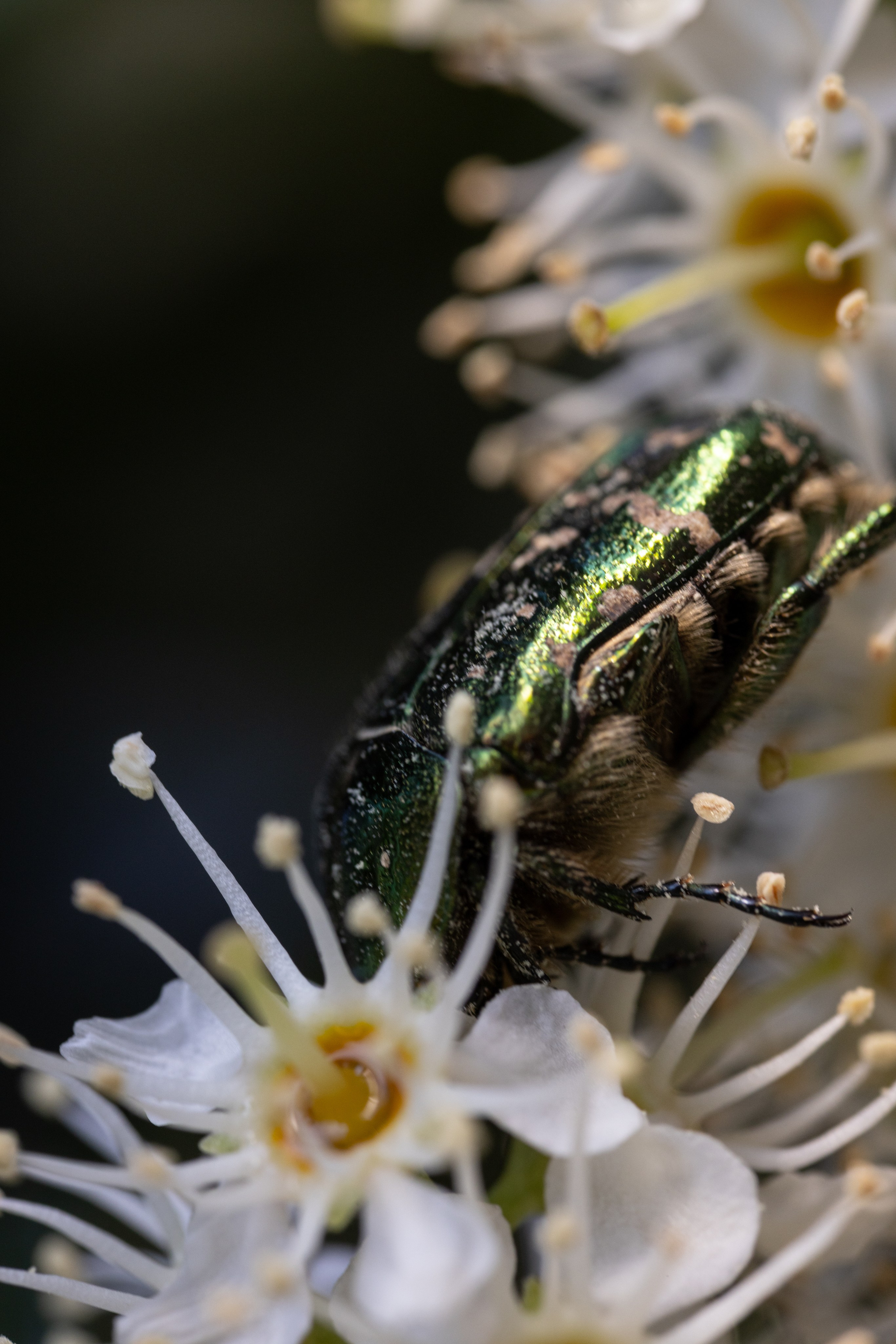 Macro. Фотограф на Юге России