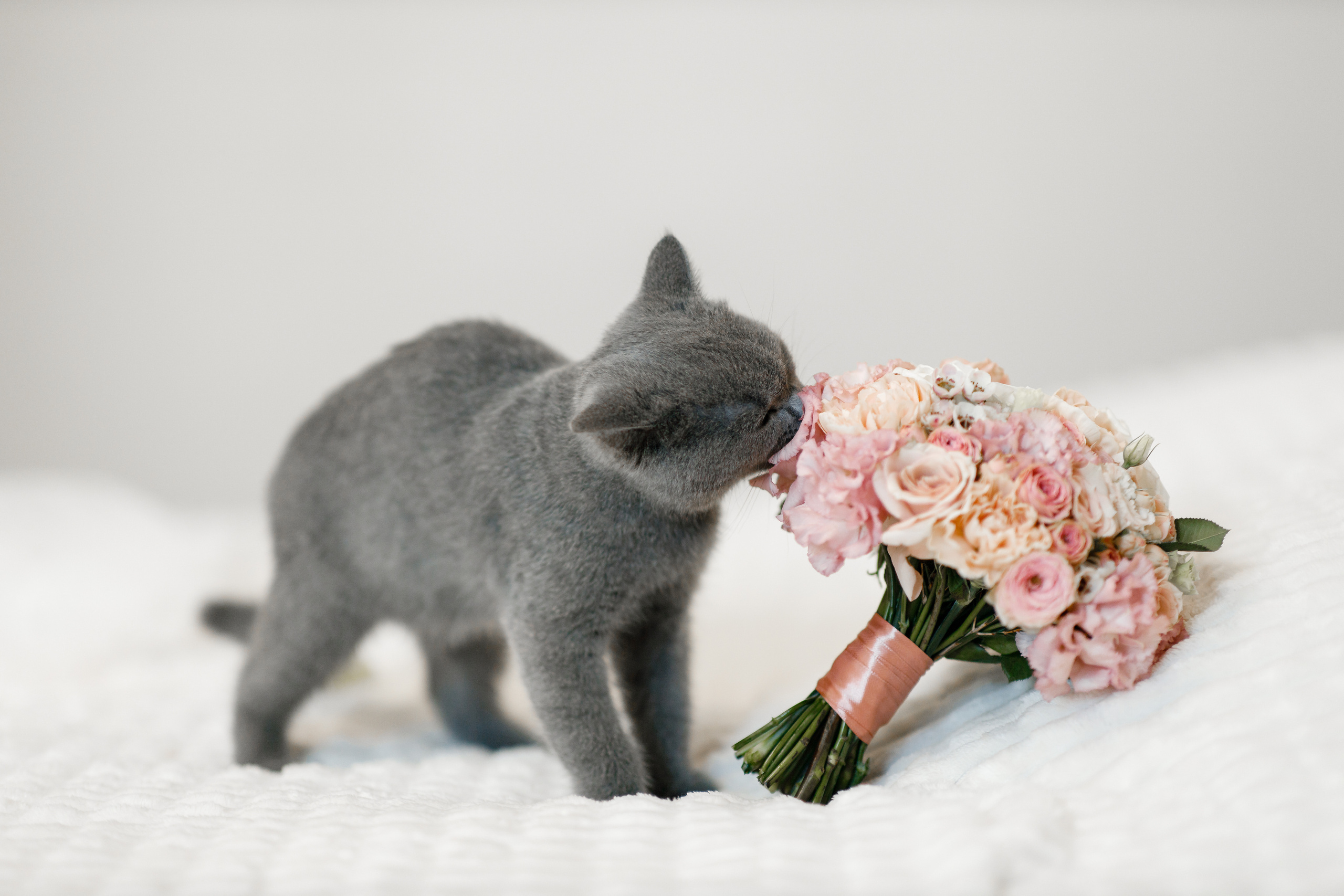 Анонс свадьбы Кати и Богдана. Свадебный фотограф в Крыму и Севастополе Ольга Баскакова