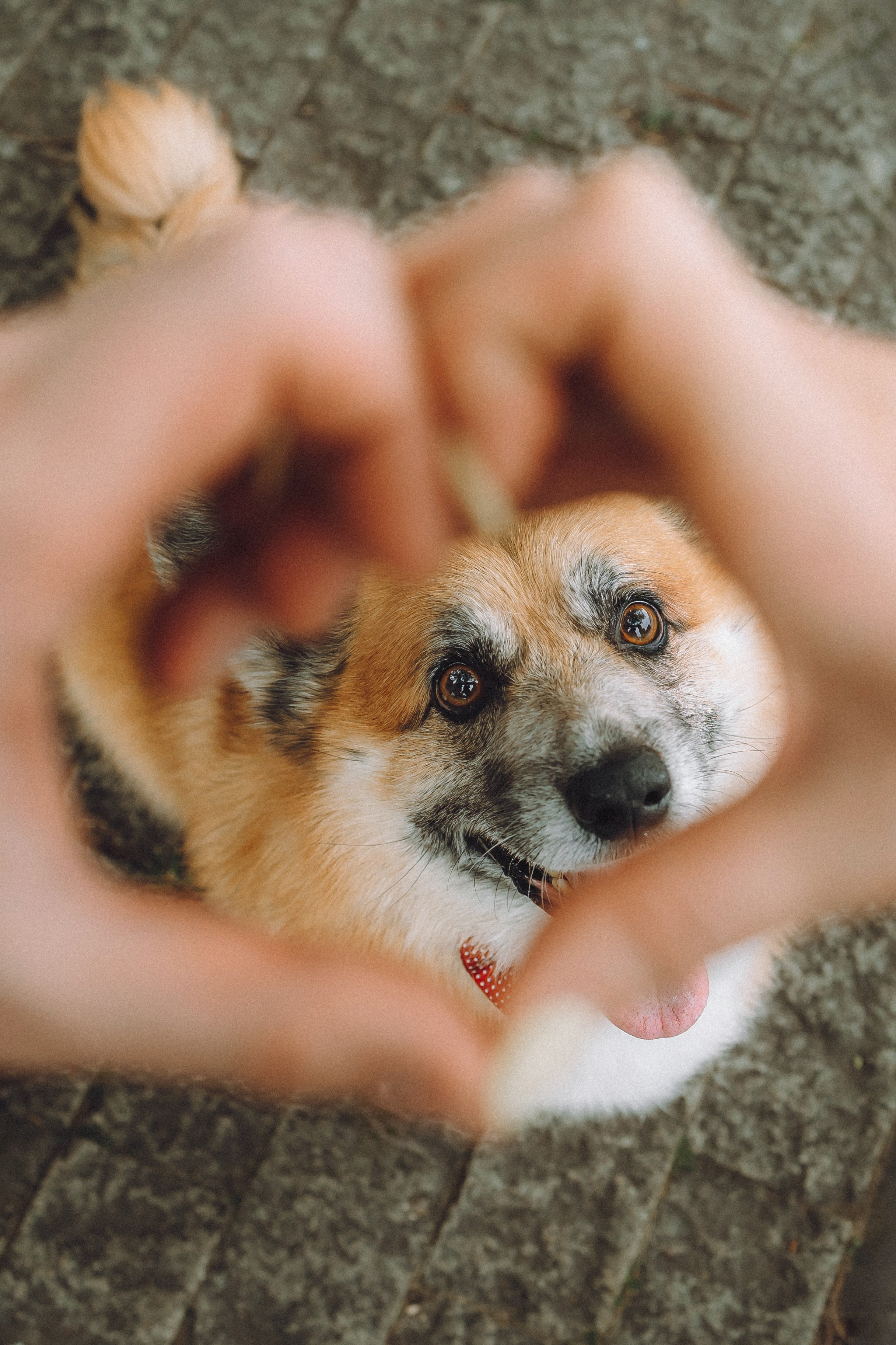 Ира, Леша и Харли