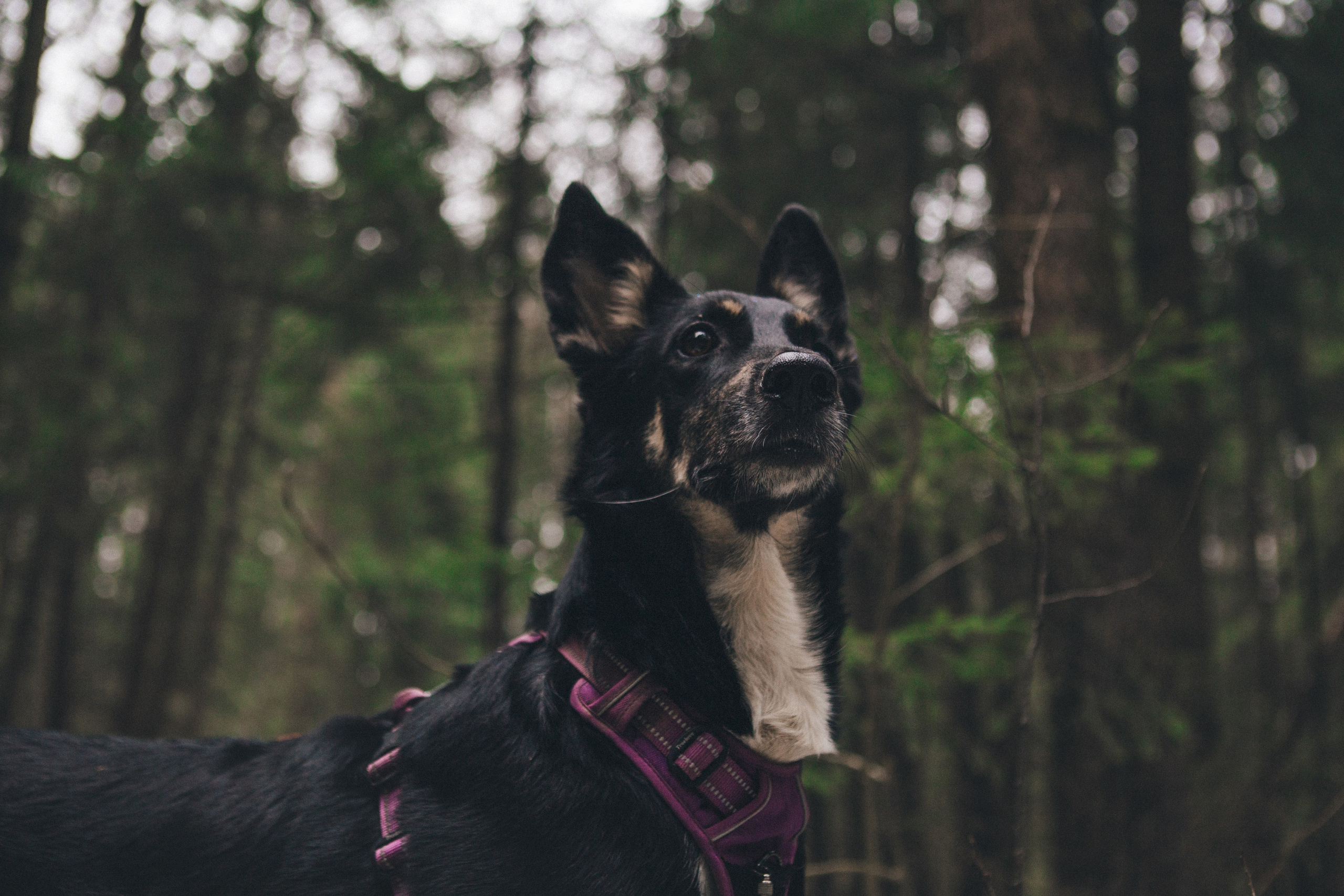 A cinematic tale of true love and unbreakable friendship between a man and a dog. Portrait, family and pet photographer in Cyprus, Ksenia Bourdelle