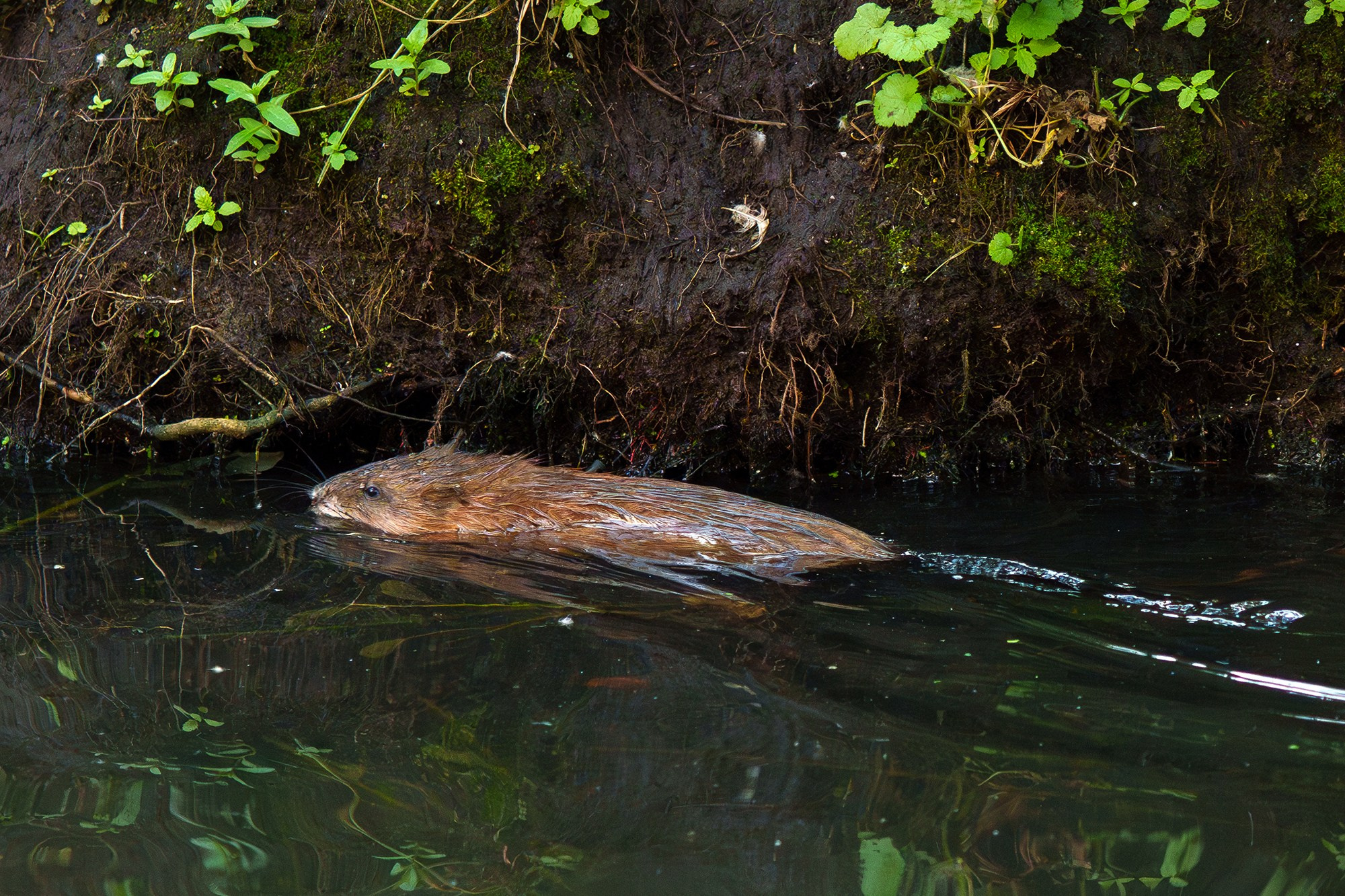 Животные. Ваш личный фотограф Марина Волкова