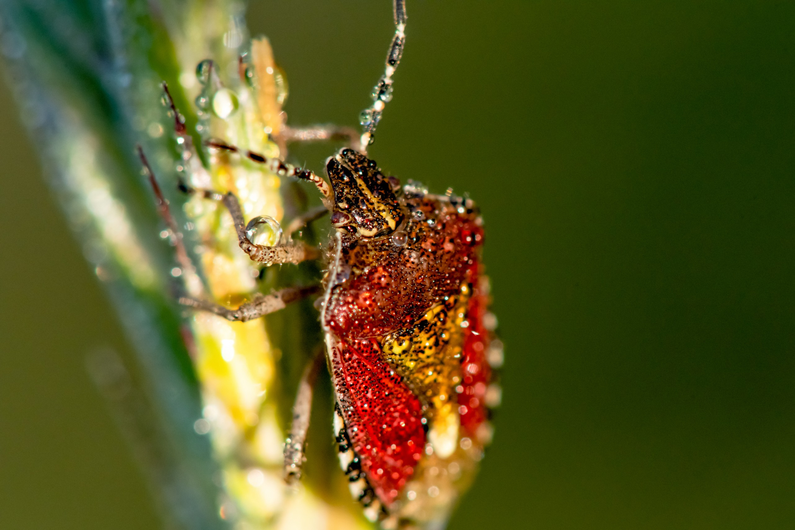 Макрофотосъёмка. Foto-Zuev фотография как искусство