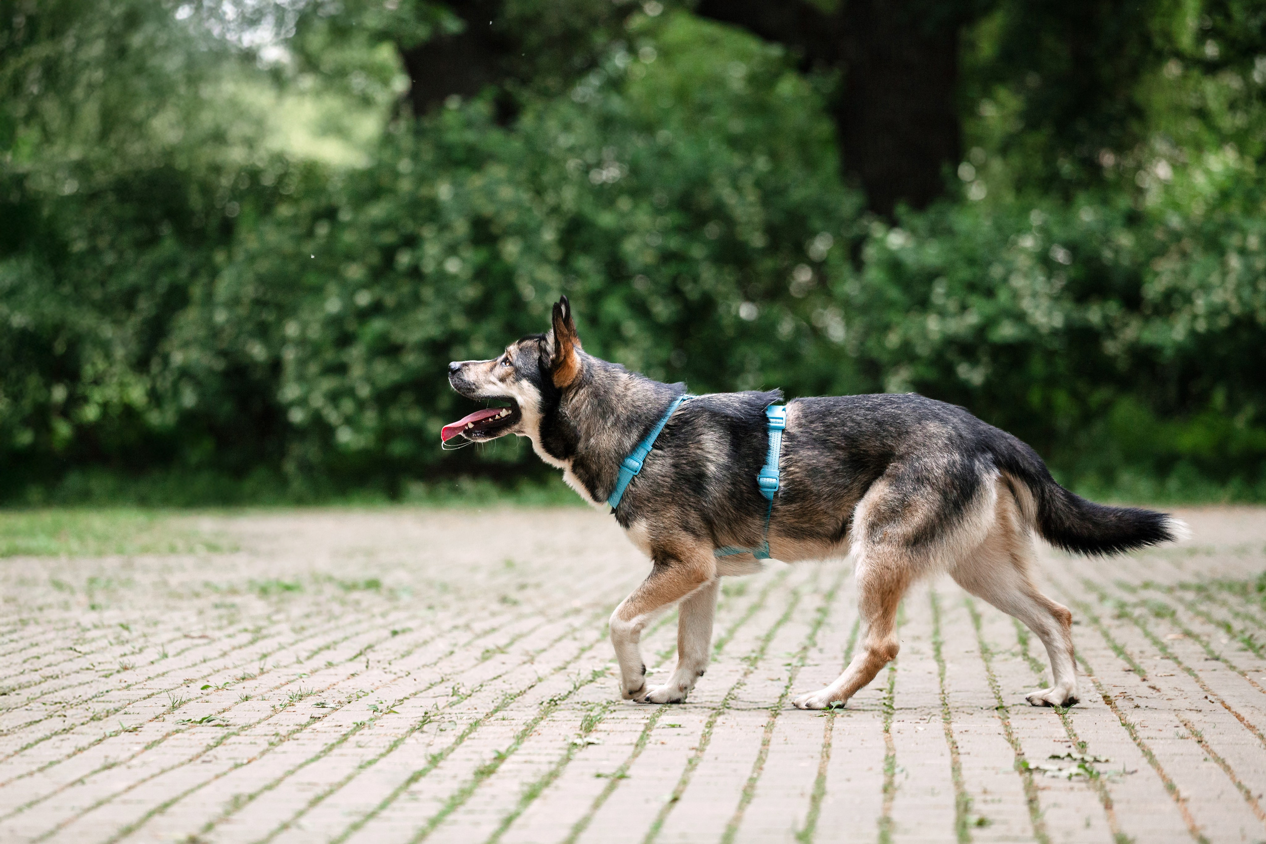 Собаки из приюта Дубовая роща лето 2025. Фотограф-анималист Татьяна Степанова