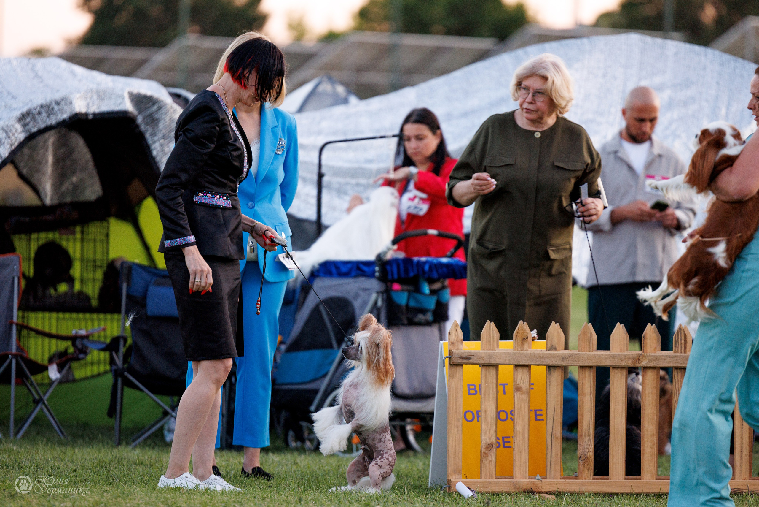 Ереван 3хCACIB 23-25.06.2025. Фотограф-анималист Юлия Германика