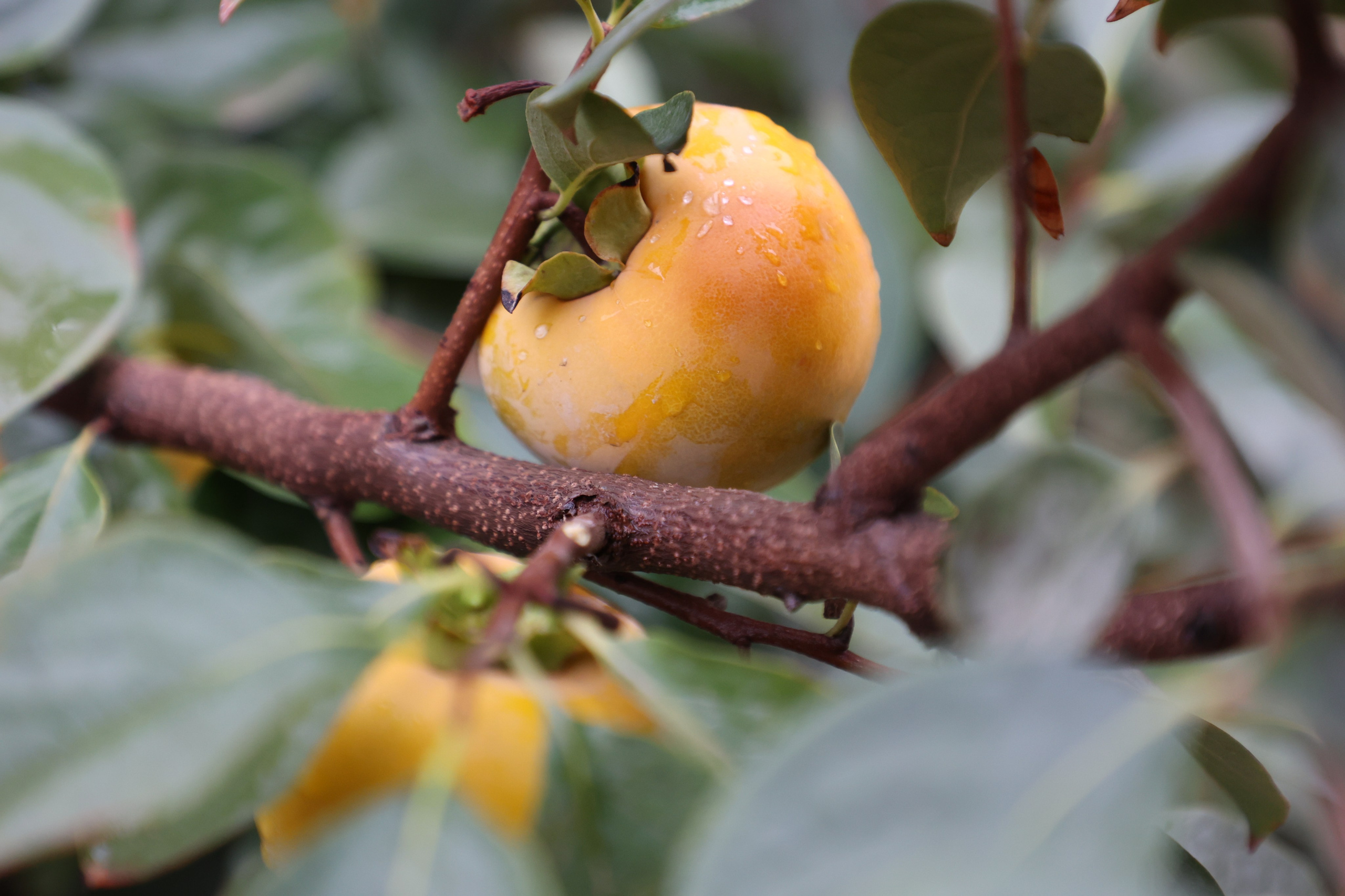 Samarkand, Uzbekistan. Andrey Filippov Photographer