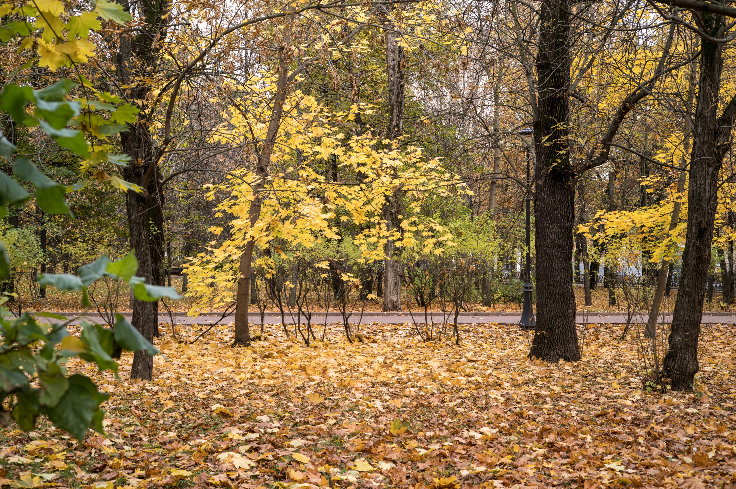 Осенний вид в сквере Девичьего поля в Москве