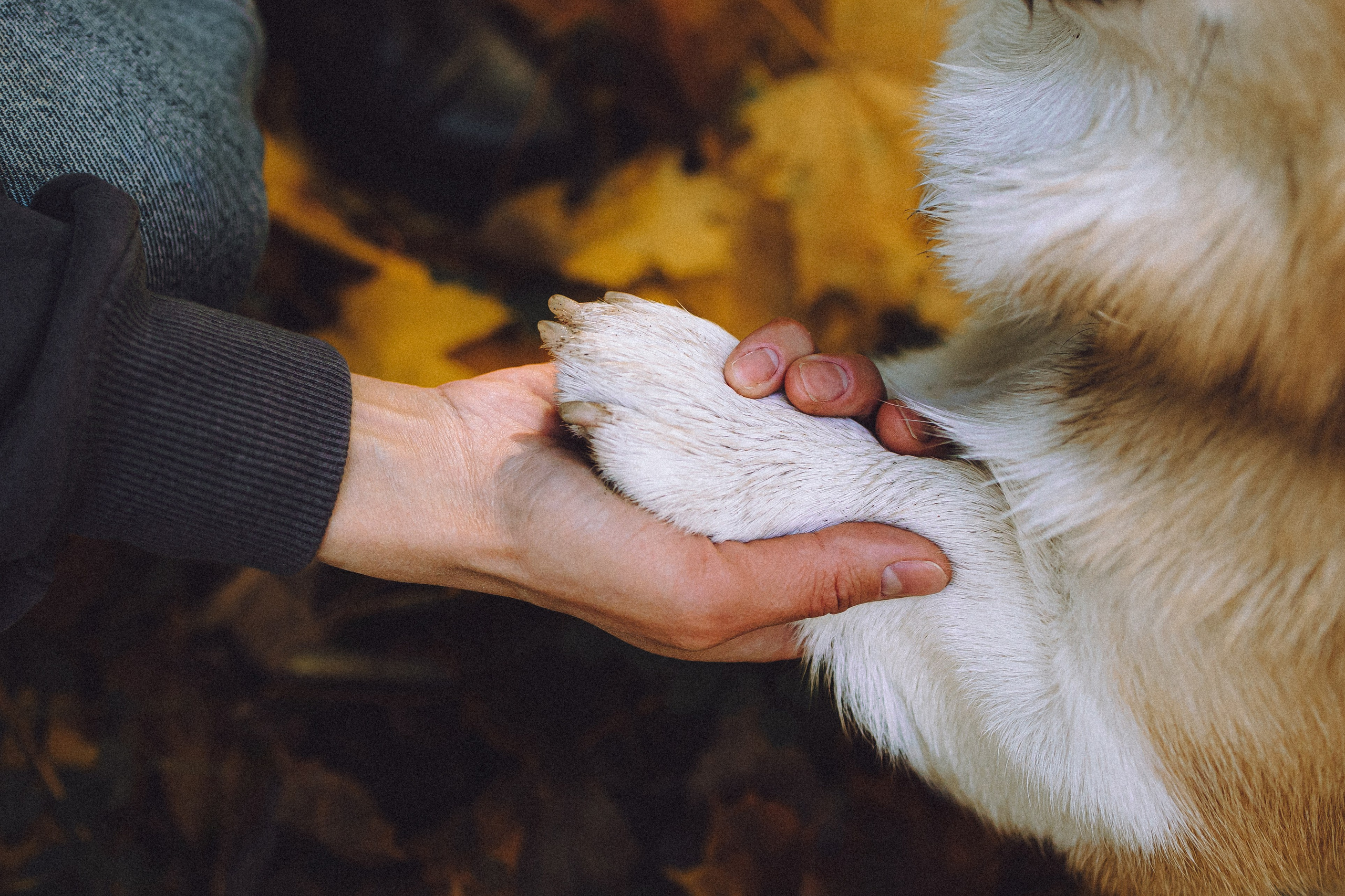 Карина, Даня и Аркаша