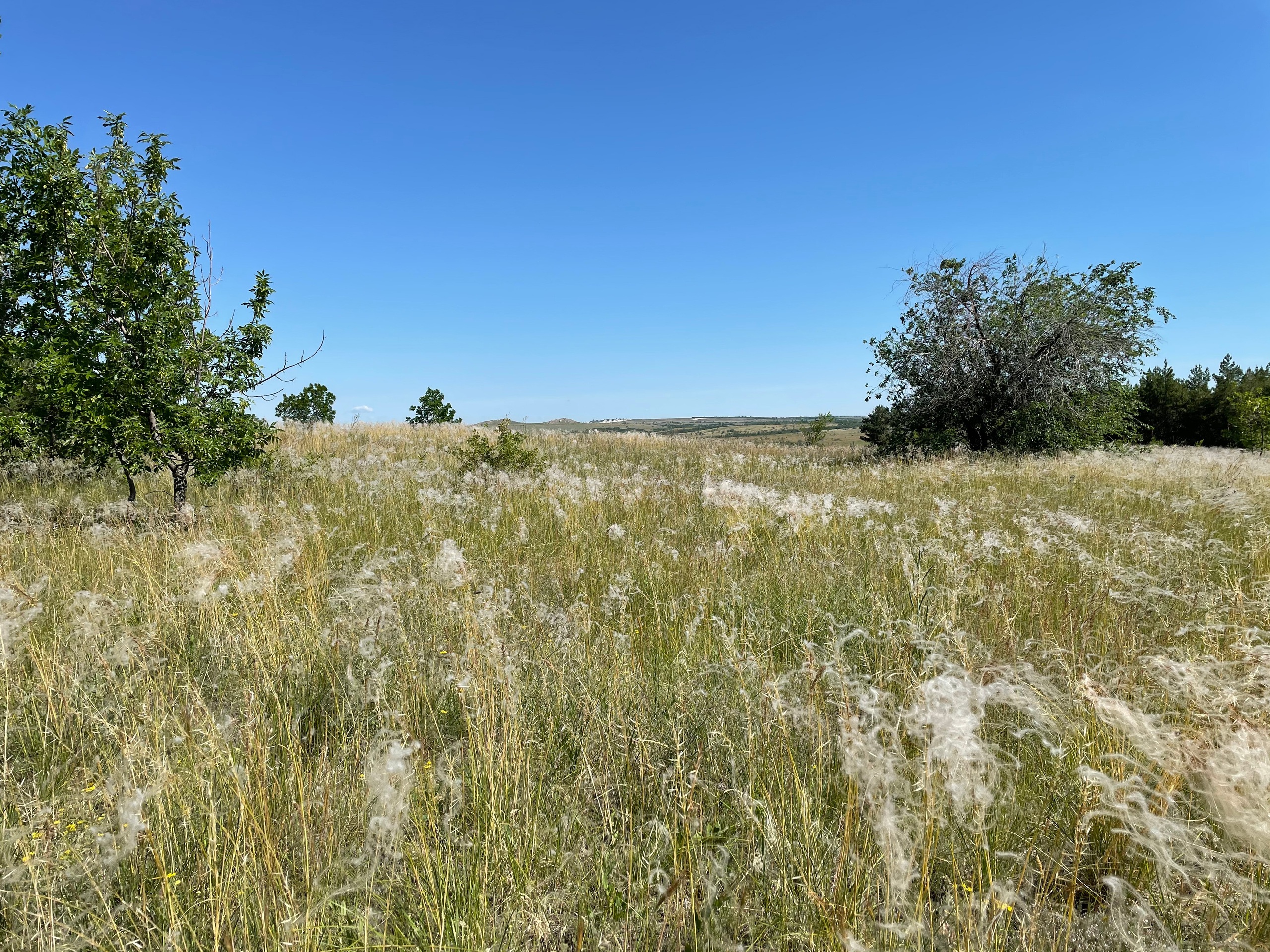 10 503 Степь. ВИЗУАЛЬНЫЕ И ЗВУКОВЫЕ РЕШЕНИЯ ДЛЯ БИЗНЕСА И СЪЁМОК ТЕЛЕТЕЛА