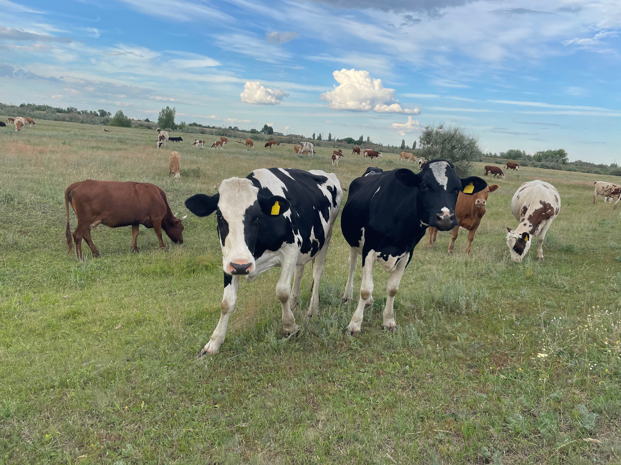 170 001 Коровы. ВИЗУАЛЬНЫЕ И ЗВУКОВЫЕ РЕШЕНИЯ ДЛЯ БИЗНЕСА И СЪЁМОК ТЕЛЕТЕЛА