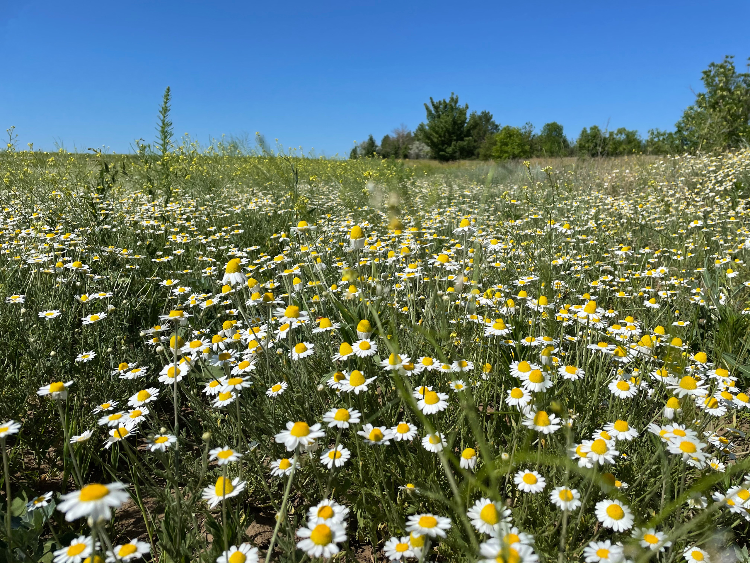 10 503 Степь. ВИЗУАЛЬНЫЕ И ЗВУКОВЫЕ РЕШЕНИЯ ДЛЯ БИЗНЕСА И СЪЁМОК ТЕЛЕТЕЛА