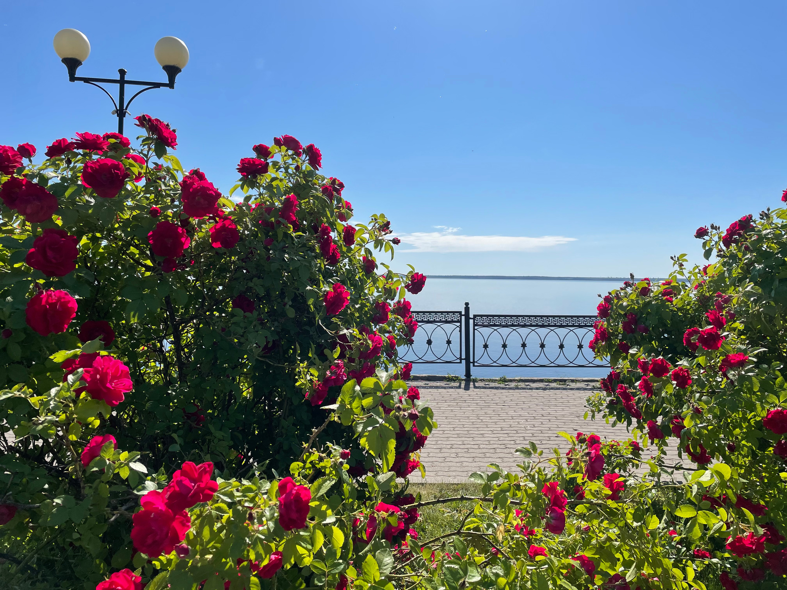 21 302 Набережная. Розы. ВИЗУАЛЬНЫЕ И ЗВУКОВЫЕ РЕШЕНИЯ ДЛЯ БИЗНЕСА И СЪЁМОК ТЕЛЕТЕЛА