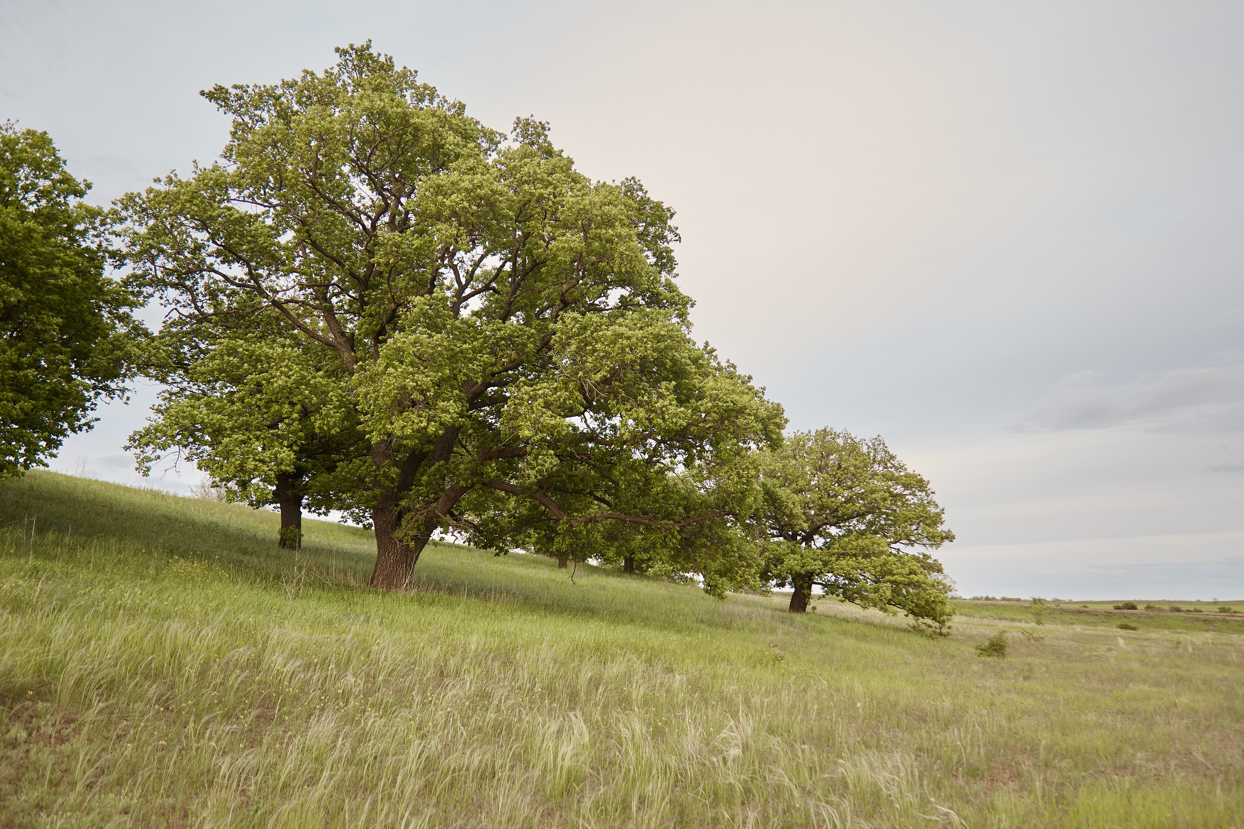 12 001 Холмы. ВИЗУАЛЬНЫЕ И ЗВУКОВЫЕ РЕШЕНИЯ ДЛЯ БИЗНЕСА И СЪЁМОК ТЕЛЕТЕЛА