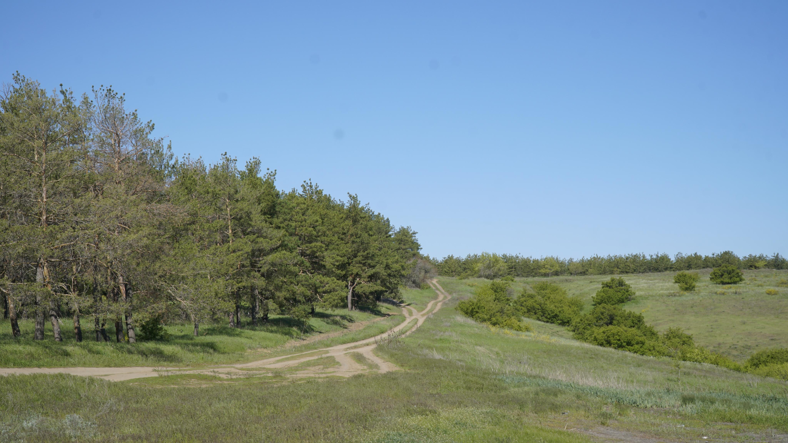 10 700 Степь. Лес. ВИЗУАЛЬНЫЕ И ЗВУКОВЫЕ РЕШЕНИЯ ДЛЯ БИЗНЕСА И СЪЁМОК ТЕЛЕТЕЛА