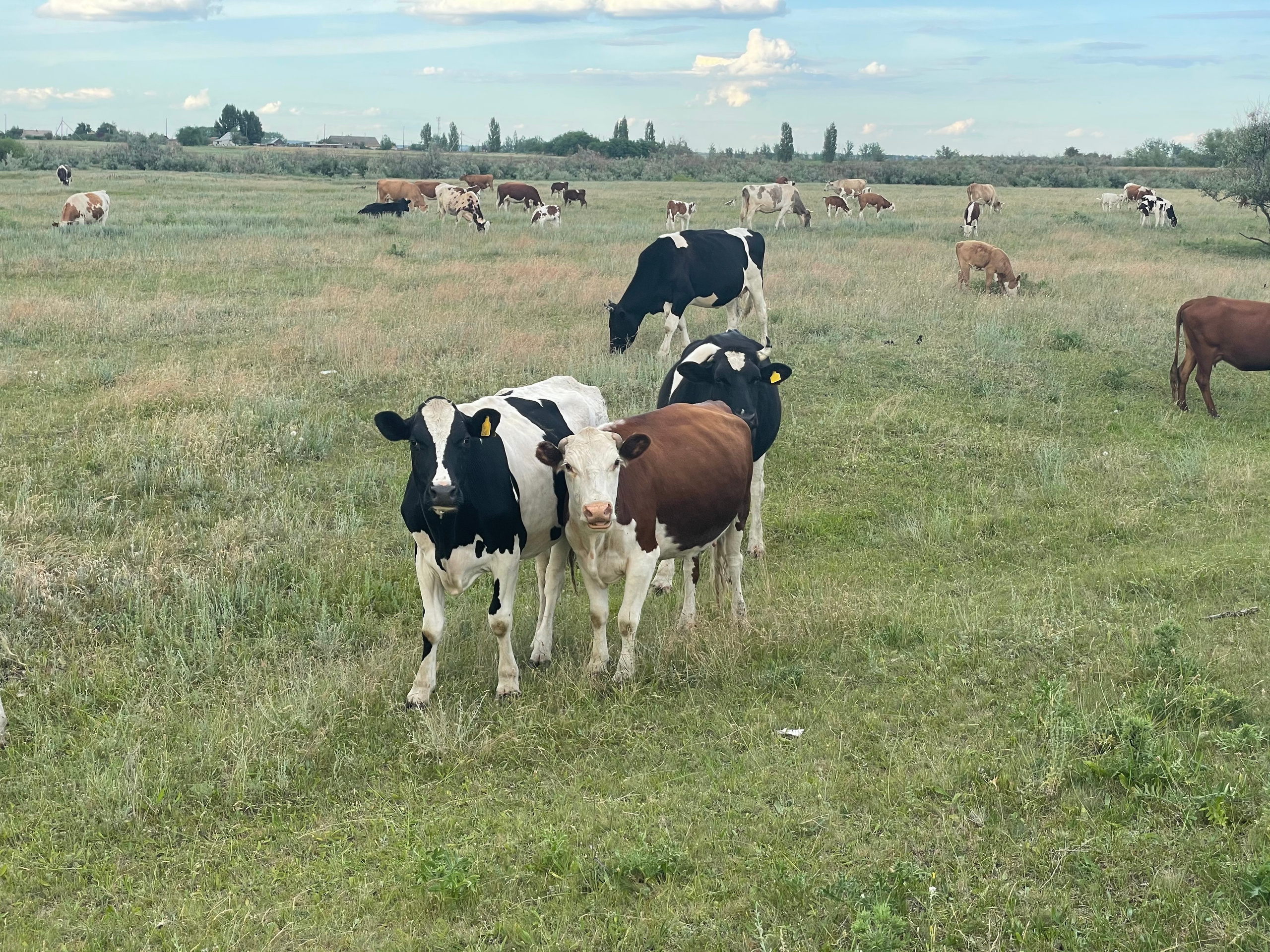 170 001 Коровы. ВИЗУАЛЬНЫЕ И ЗВУКОВЫЕ РЕШЕНИЯ ДЛЯ БИЗНЕСА И СЪЁМОК ТЕЛЕТЕЛА