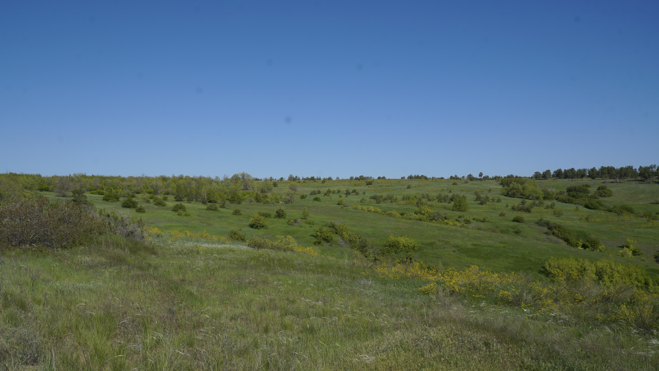10 505 Степь. ВИЗУАЛЬНЫЕ И ЗВУКОВЫЕ РЕШЕНИЯ ДЛЯ БИЗНЕСА И СЪЁМОК ТЕЛЕТЕЛА