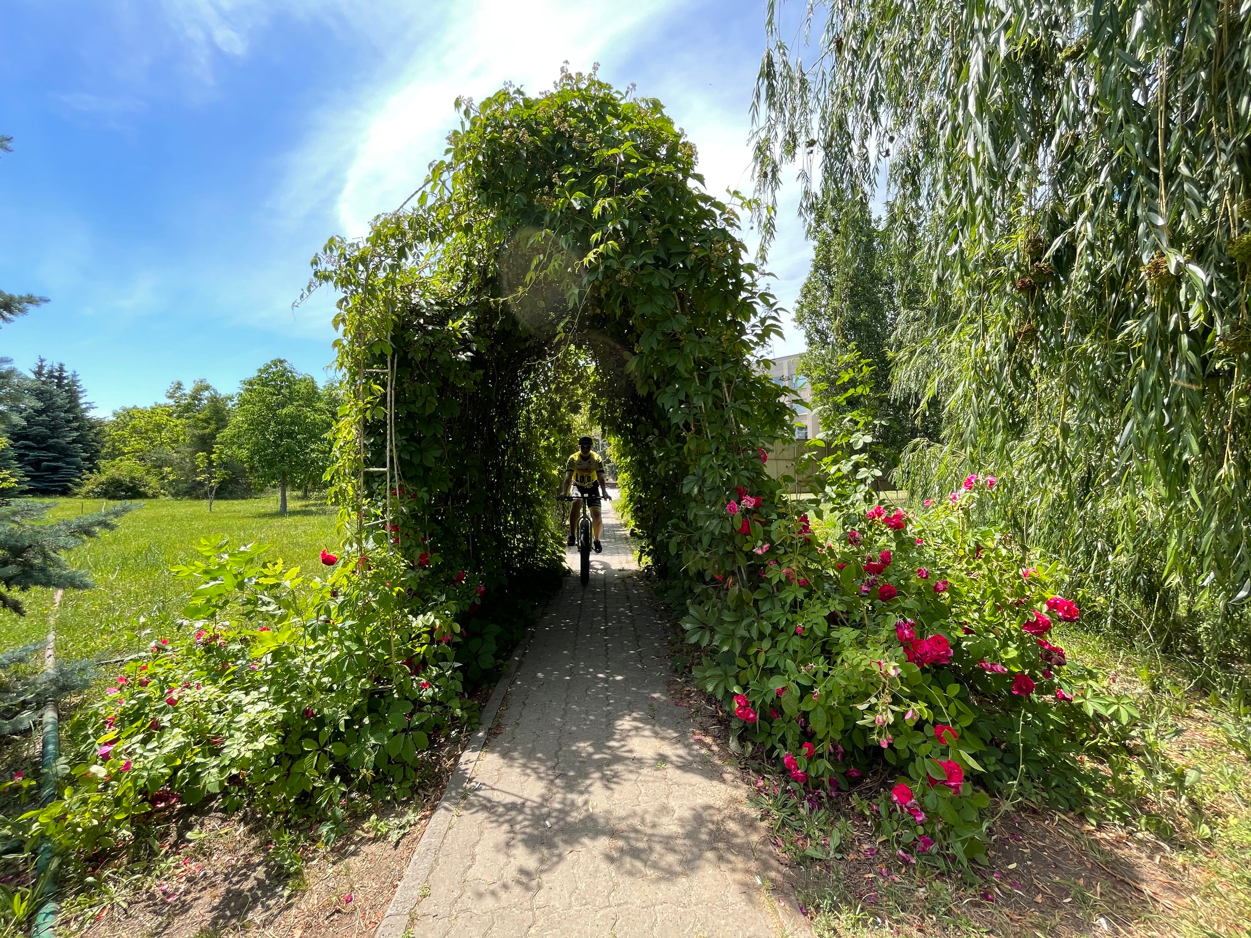 22 010 Арка растение. ВИЗУАЛЬНЫЕ И ЗВУКОВЫЕ РЕШЕНИЯ ДЛЯ БИЗНЕСА И СЪЁМОК ТЕЛЕТЕЛА