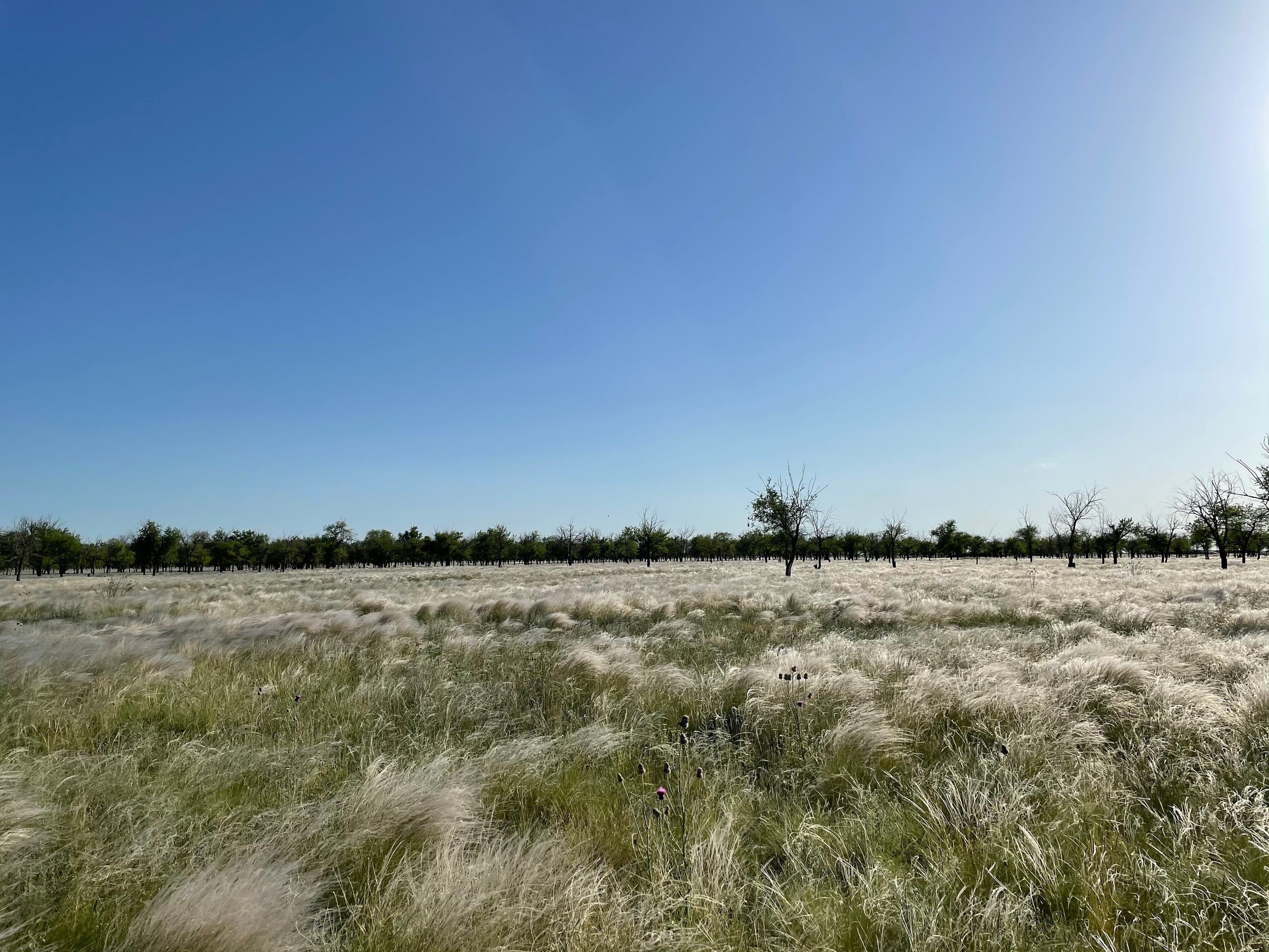 10 504 Степь. ВИЗУАЛЬНЫЕ И ЗВУКОВЫЕ РЕШЕНИЯ ДЛЯ БИЗНЕСА И СЪЁМОК ТЕЛЕТЕЛА