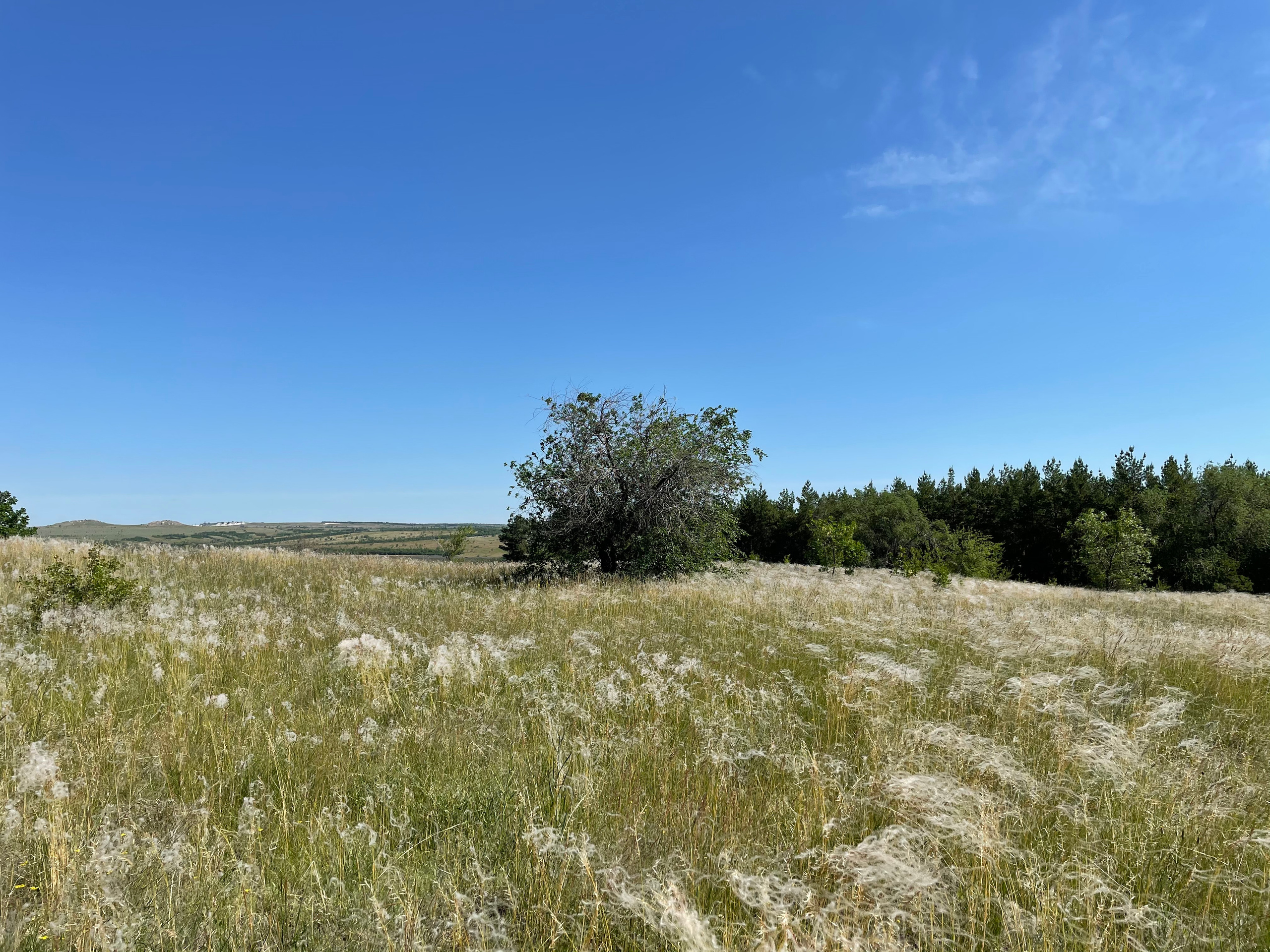 10 503 Степь. ВИЗУАЛЬНЫЕ И ЗВУКОВЫЕ РЕШЕНИЯ ДЛЯ БИЗНЕСА И СЪЁМОК ТЕЛЕТЕЛА