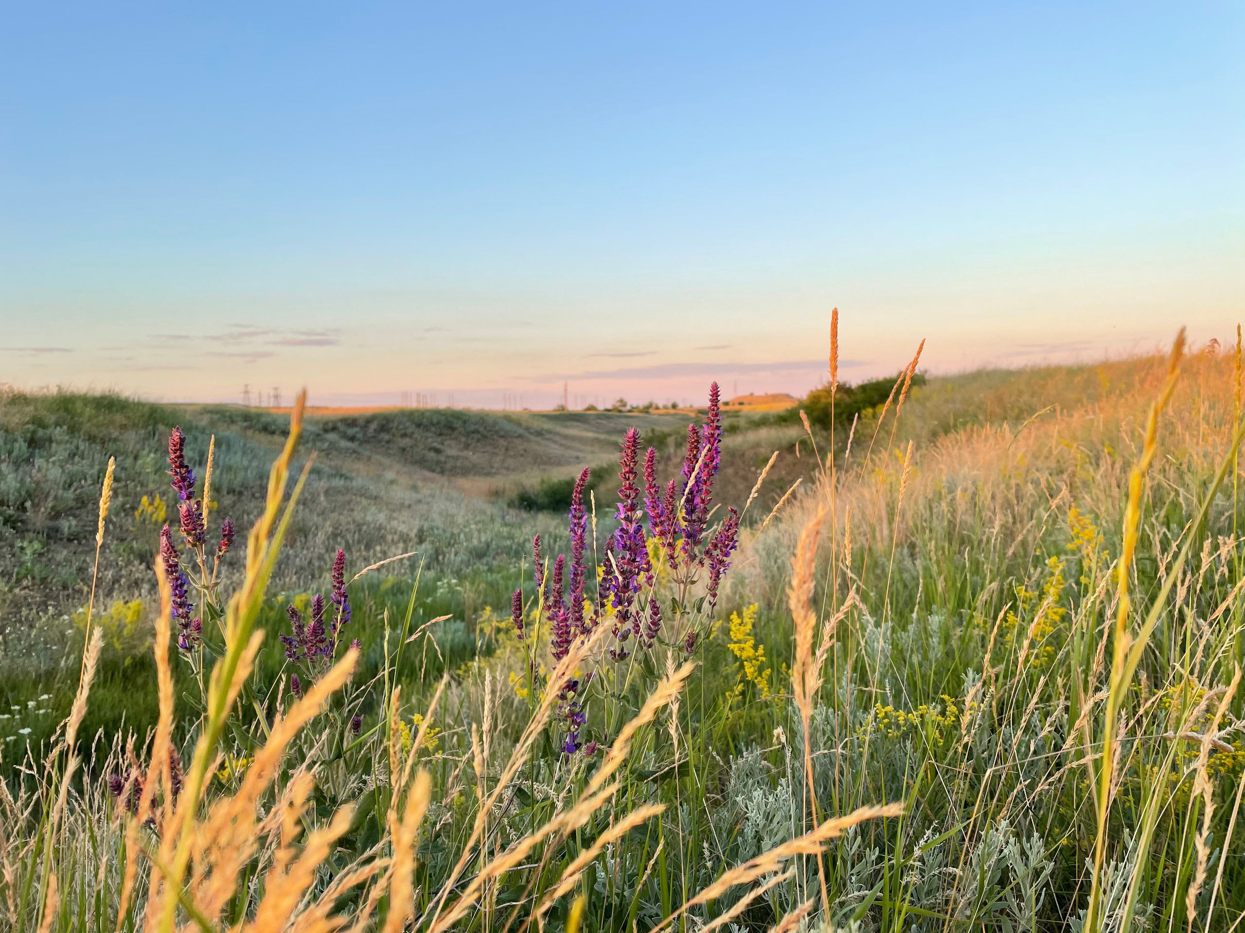 10 502 Степь. ВИЗУАЛЬНЫЕ И ЗВУКОВЫЕ РЕШЕНИЯ ДЛЯ БИЗНЕСА И СЪЁМОК ТЕЛЕТЕЛА