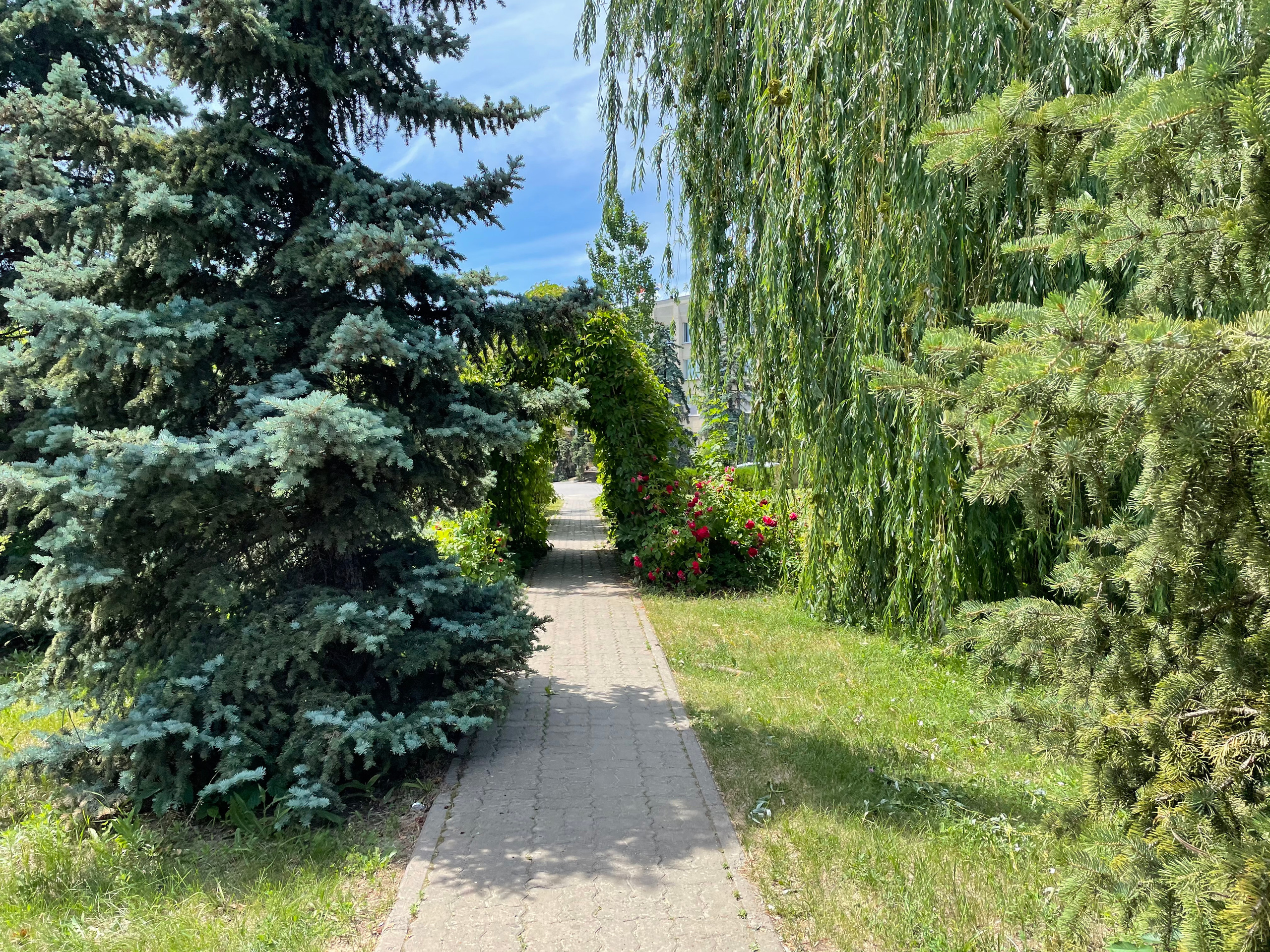 22 010 Арка растение. ВИЗУАЛЬНЫЕ И ЗВУКОВЫЕ РЕШЕНИЯ ДЛЯ БИЗНЕСА И СЪЁМОК ТЕЛЕТЕЛА