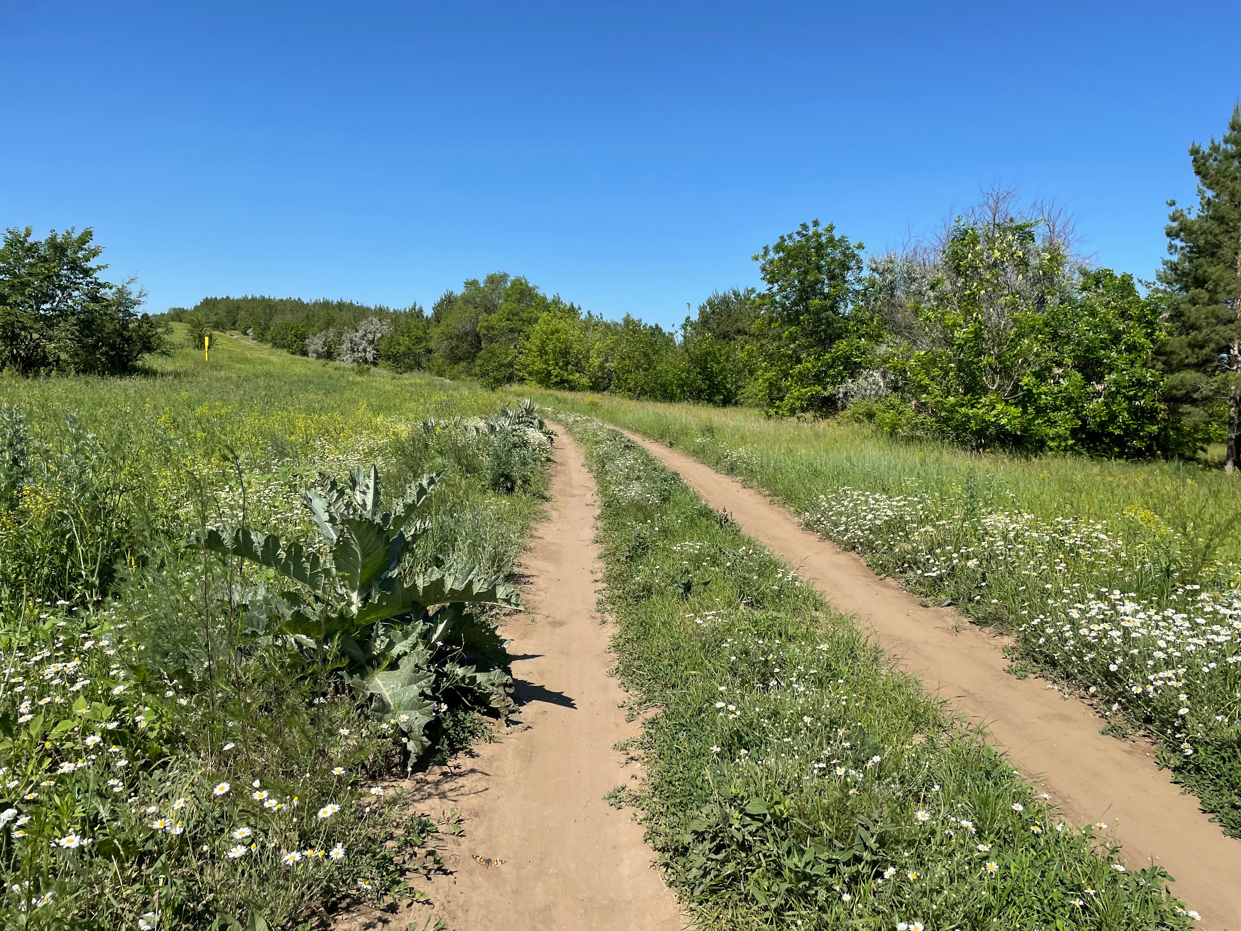 10 503 Степь. ВИЗУАЛЬНЫЕ И ЗВУКОВЫЕ РЕШЕНИЯ ДЛЯ БИЗНЕСА И СЪЁМОК ТЕЛЕТЕЛА