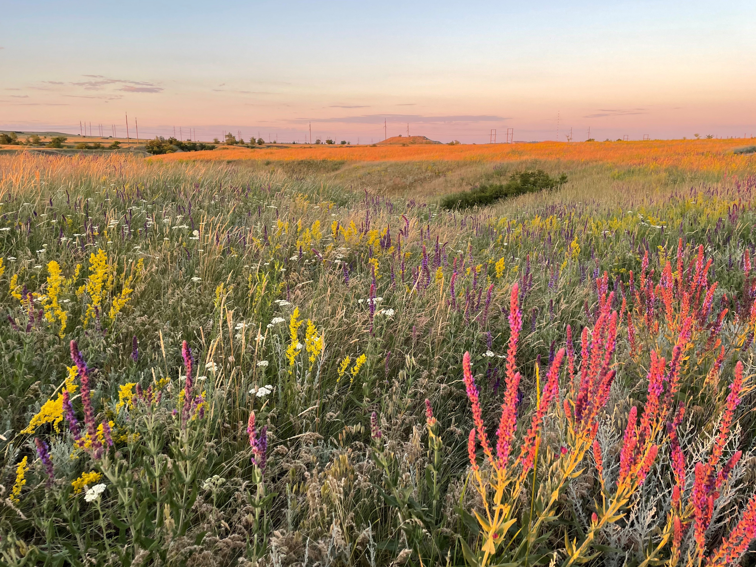 10 502 Степь. ВИЗУАЛЬНЫЕ И ЗВУКОВЫЕ РЕШЕНИЯ ДЛЯ БИЗНЕСА И СЪЁМОК ТЕЛЕТЕЛА