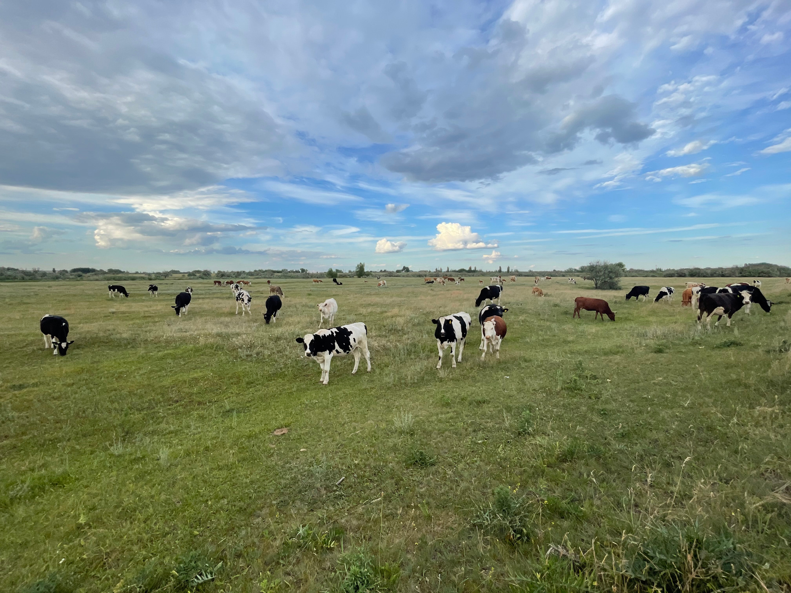 170 001 Коровы. ВИЗУАЛЬНЫЕ И ЗВУКОВЫЕ РЕШЕНИЯ ДЛЯ БИЗНЕСА И СЪЁМОК ТЕЛЕТЕЛА