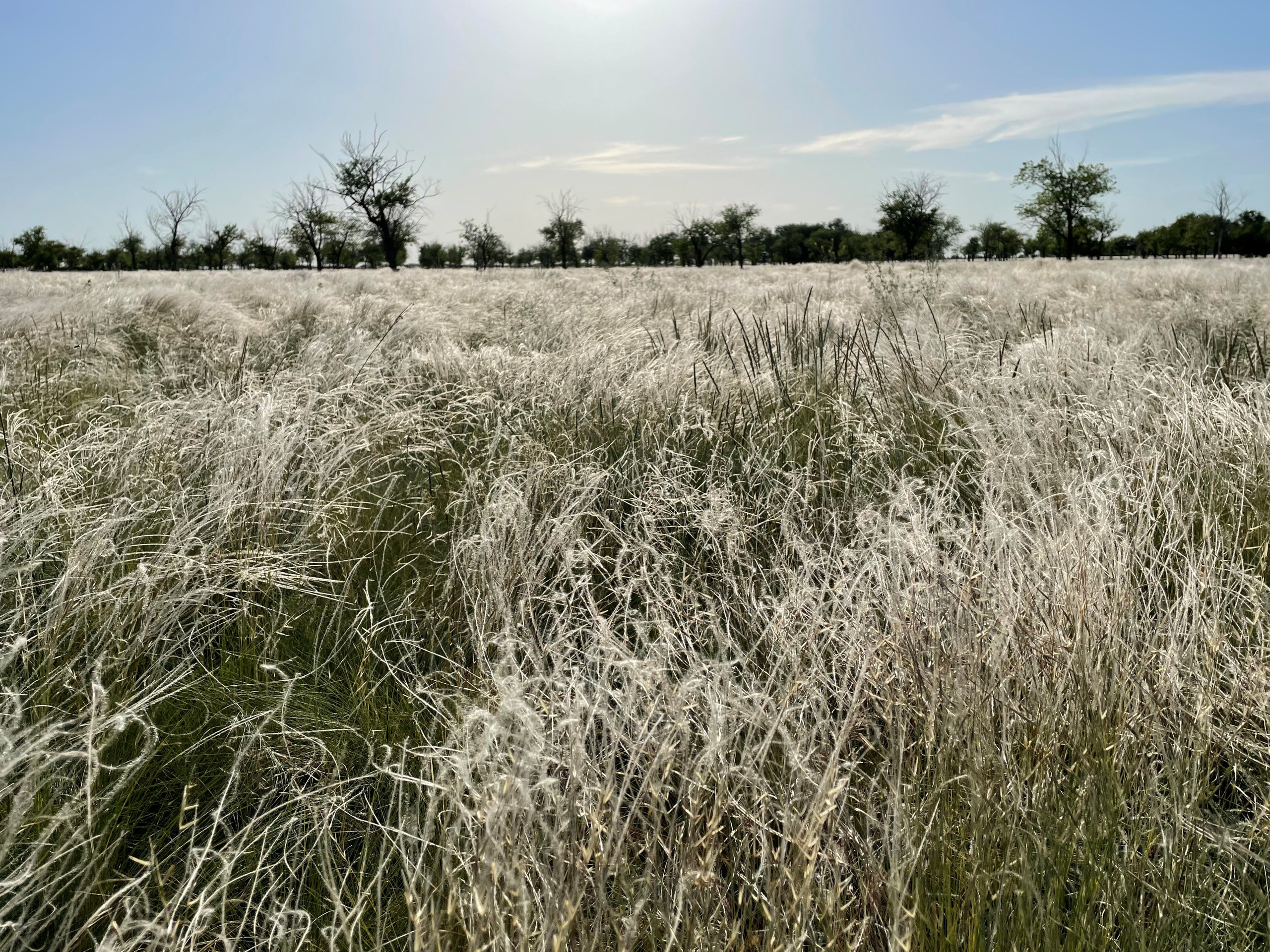 10 504 Степь. ВИЗУАЛЬНЫЕ И ЗВУКОВЫЕ РЕШЕНИЯ ДЛЯ БИЗНЕСА И СЪЁМОК ТЕЛЕТЕЛА