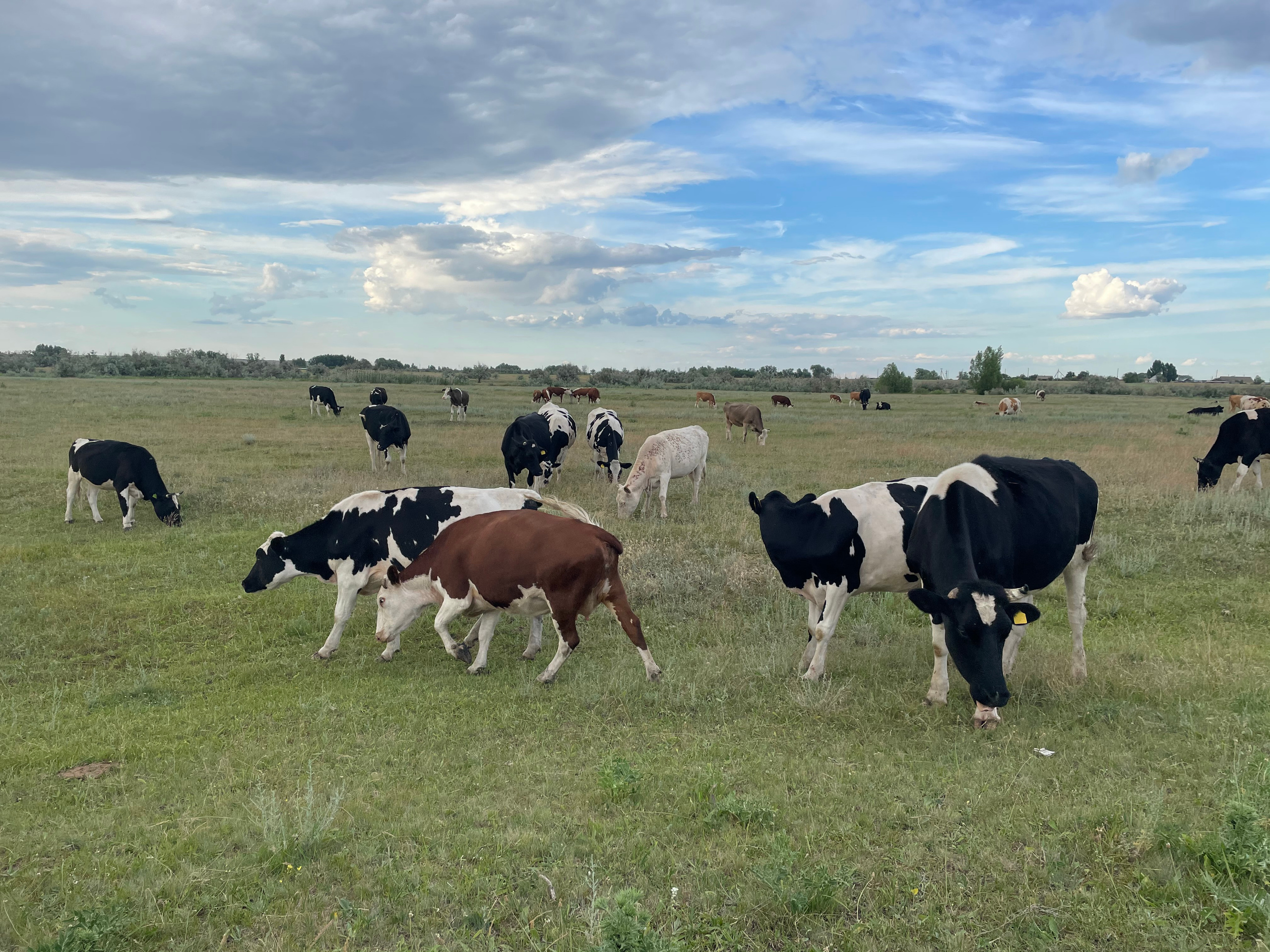 170 001 Коровы. ВИЗУАЛЬНЫЕ И ЗВУКОВЫЕ РЕШЕНИЯ ДЛЯ БИЗНЕСА И СЪЁМОК ТЕЛЕТЕЛА