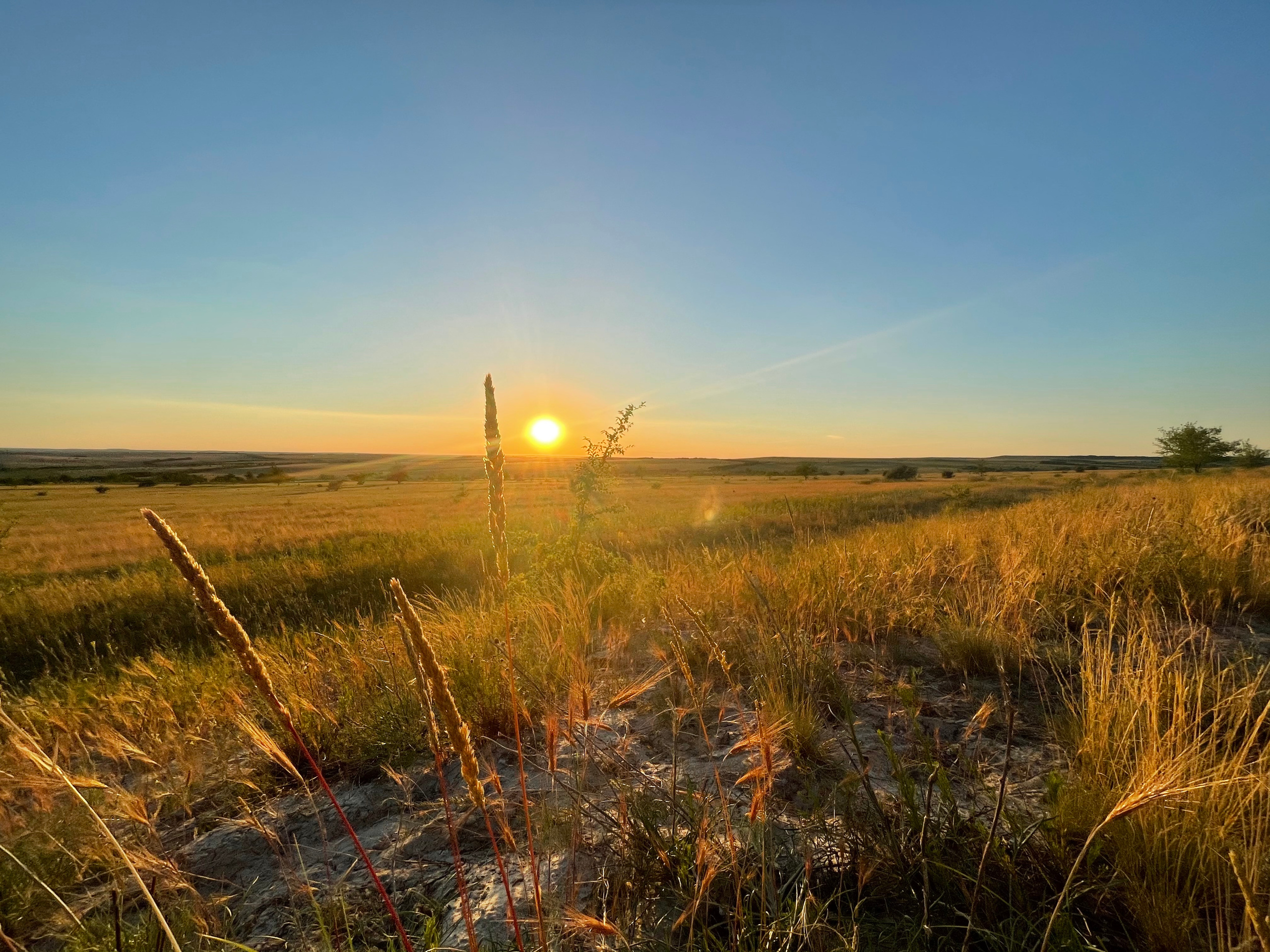 10 500 Степь. ВИЗУАЛЬНЫЕ И ЗВУКОВЫЕ РЕШЕНИЯ ДЛЯ БИЗНЕСА И СЪЁМОК ТЕЛЕТЕЛА