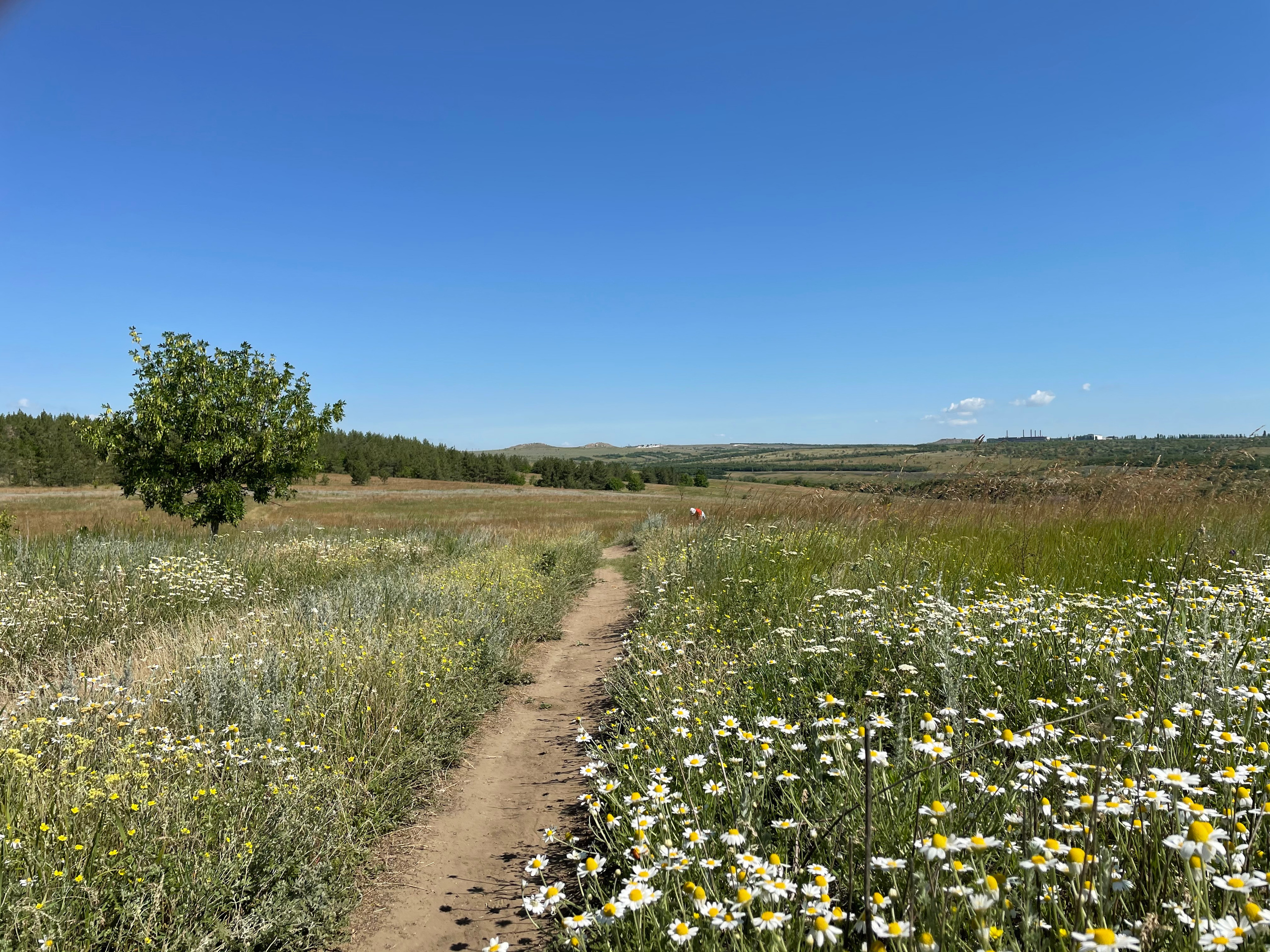 10 501 Степь. ВИЗУАЛЬНЫЕ И ЗВУКОВЫЕ РЕШЕНИЯ ДЛЯ БИЗНЕСА И СЪЁМОК ТЕЛЕТЕЛА