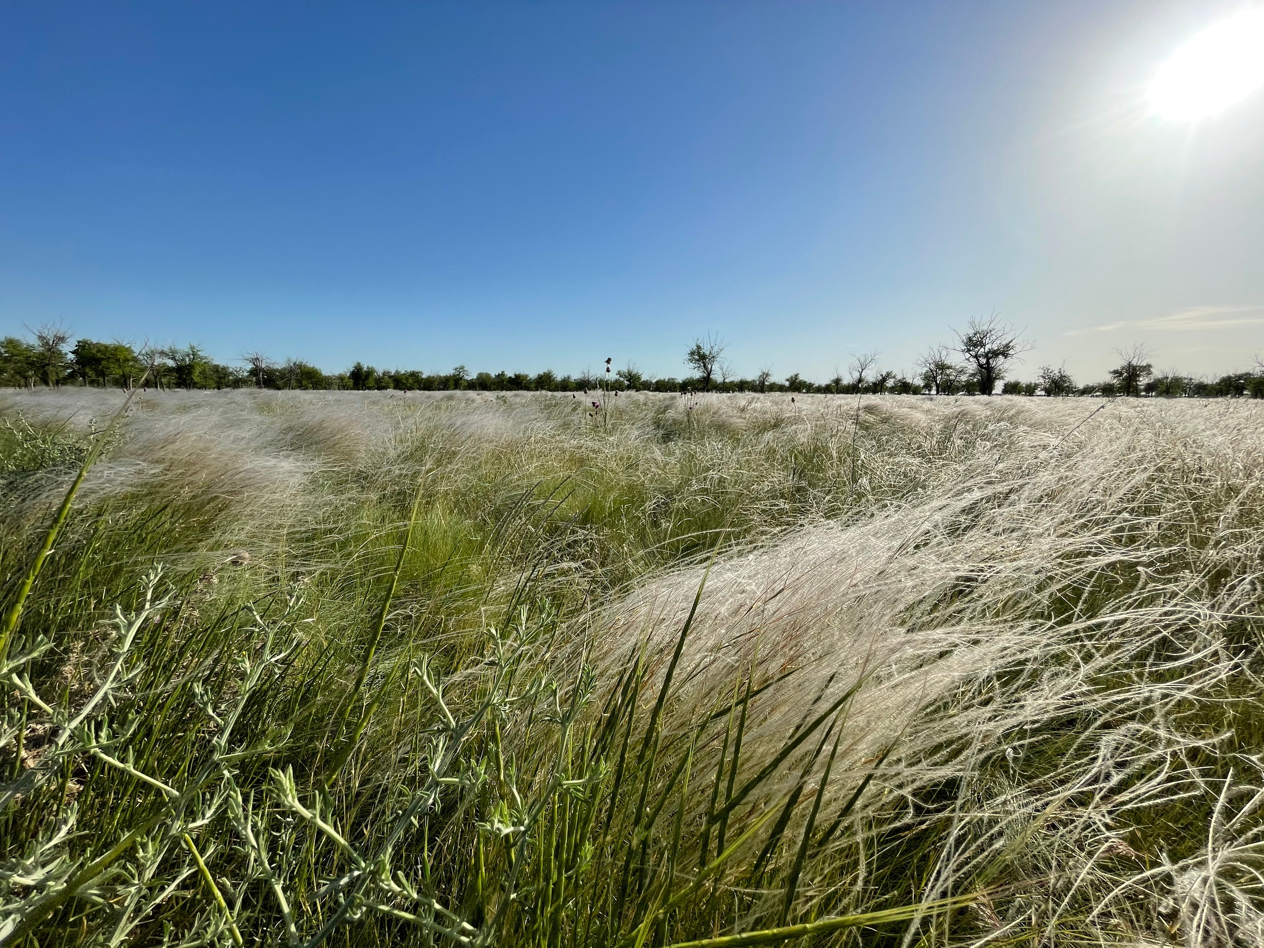 10 504 Степь. ВИЗУАЛЬНЫЕ И ЗВУКОВЫЕ РЕШЕНИЯ ДЛЯ БИЗНЕСА И СЪЁМОК ТЕЛЕТЕЛА