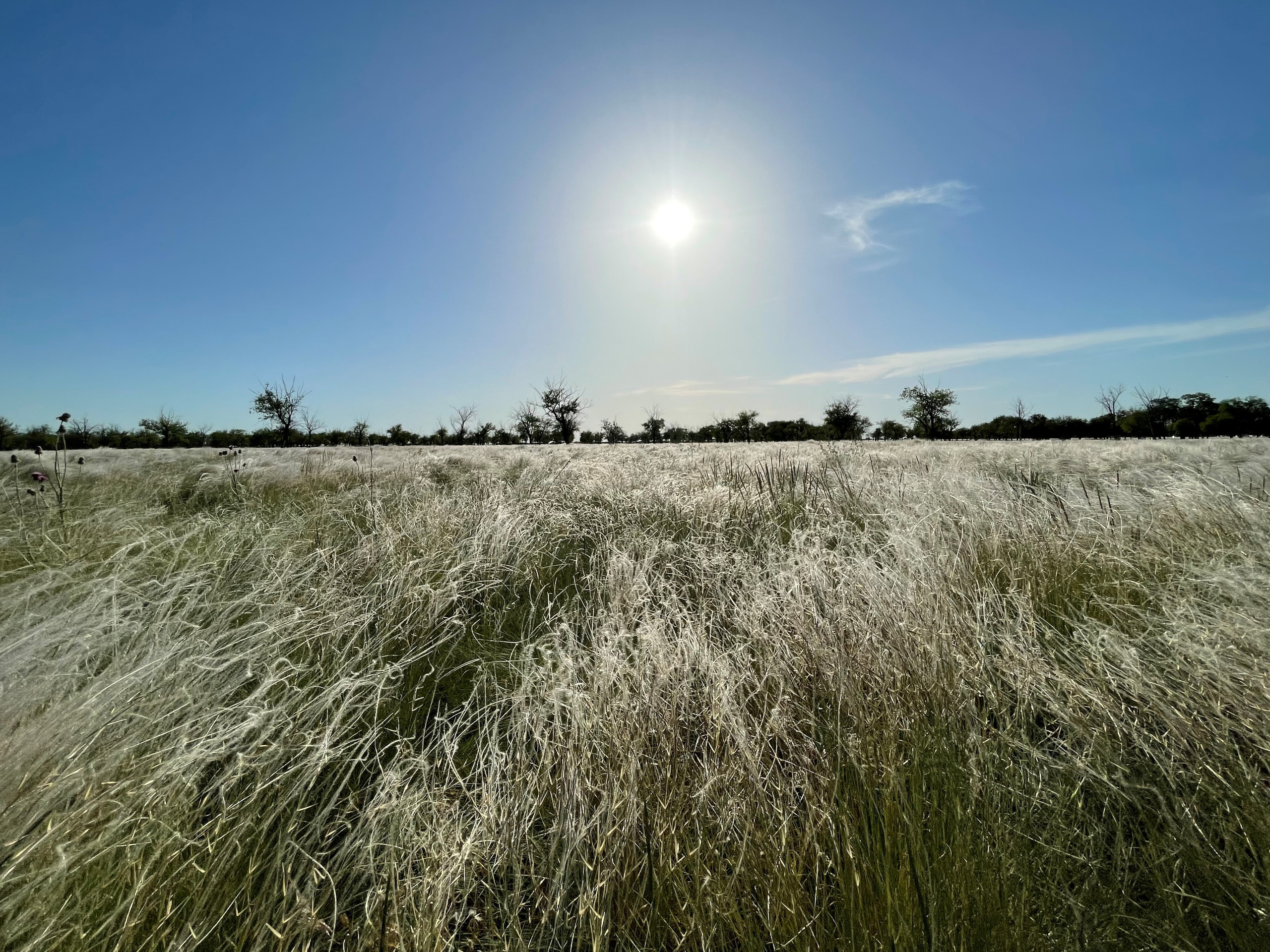 10 504 Степь. ВИЗУАЛЬНЫЕ И ЗВУКОВЫЕ РЕШЕНИЯ ДЛЯ БИЗНЕСА И СЪЁМОК ТЕЛЕТЕЛА