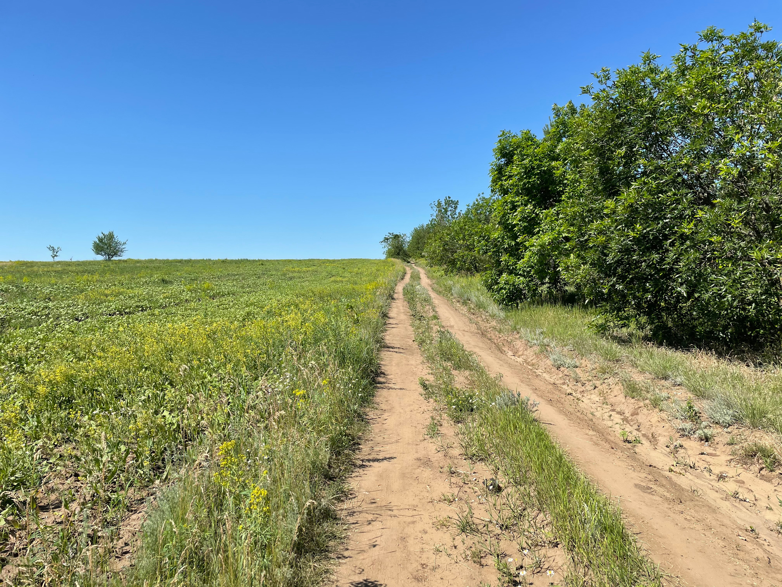 10 503 Степь. ВИЗУАЛЬНЫЕ И ЗВУКОВЫЕ РЕШЕНИЯ ДЛЯ БИЗНЕСА И СЪЁМОК ТЕЛЕТЕЛА