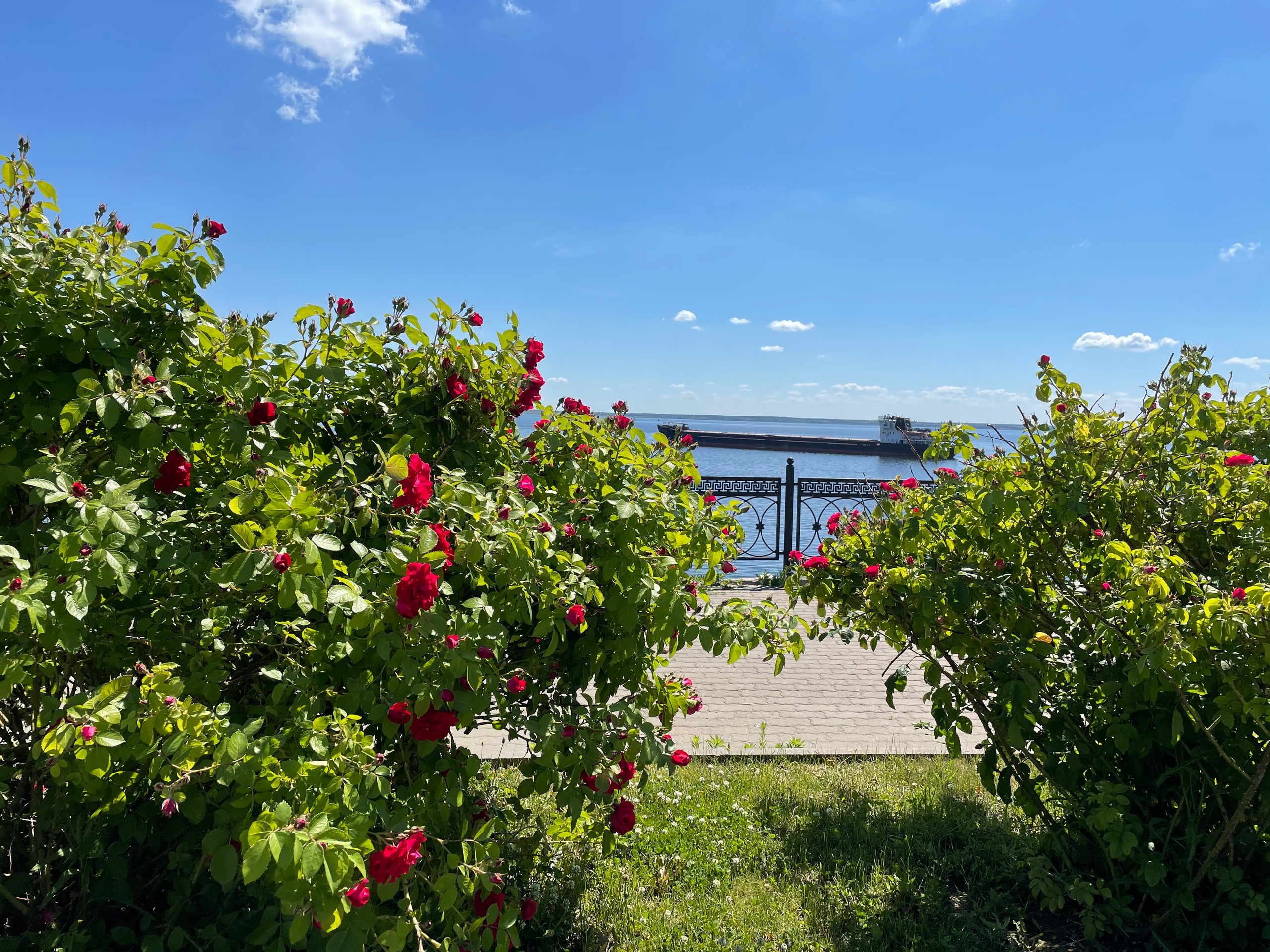 21 302 Набережная. Розы. ВИЗУАЛЬНЫЕ И ЗВУКОВЫЕ РЕШЕНИЯ ДЛЯ БИЗНЕСА И СЪЁМОК ТЕЛЕТЕЛА