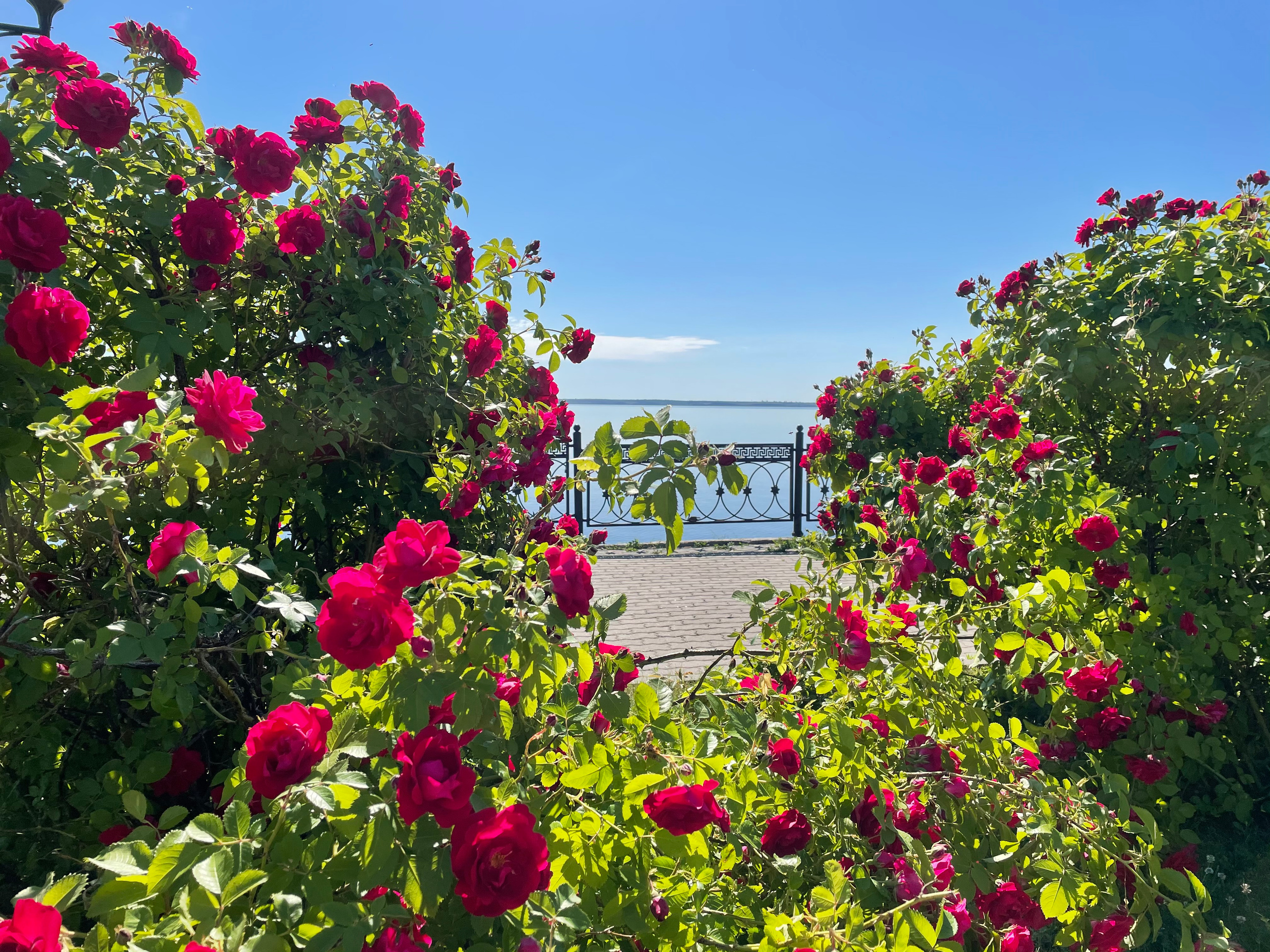 21 302 Набережная. Розы. ВИЗУАЛЬНЫЕ И ЗВУКОВЫЕ РЕШЕНИЯ ДЛЯ БИЗНЕСА И СЪЁМОК ТЕЛЕТЕЛА