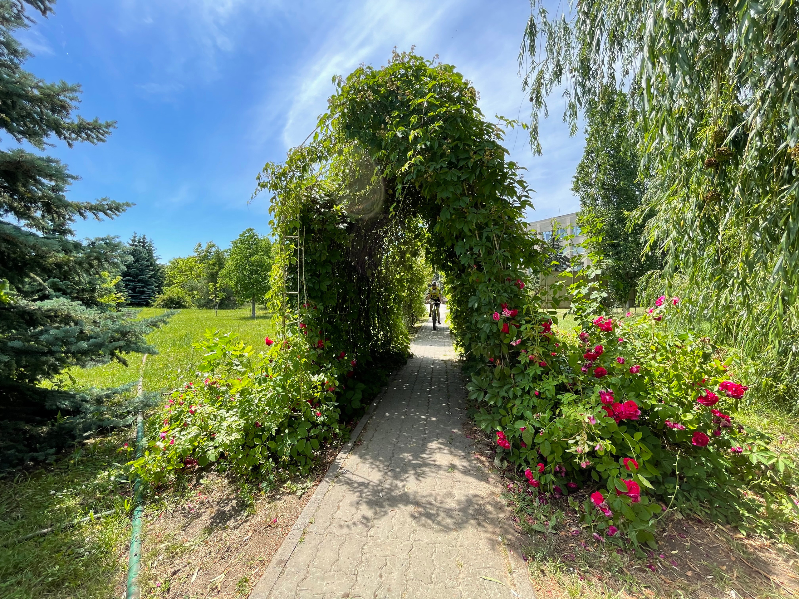 22 010 Арка растение. ВИЗУАЛЬНЫЕ И ЗВУКОВЫЕ РЕШЕНИЯ ДЛЯ БИЗНЕСА И СЪЁМОК ТЕЛЕТЕЛА