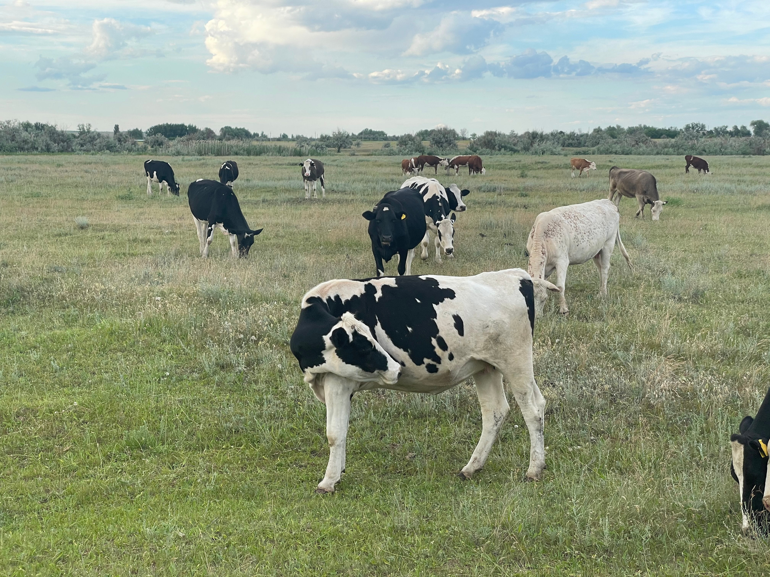 170 001 Коровы. ВИЗУАЛЬНЫЕ И ЗВУКОВЫЕ РЕШЕНИЯ ДЛЯ БИЗНЕСА И СЪЁМОК ТЕЛЕТЕЛА