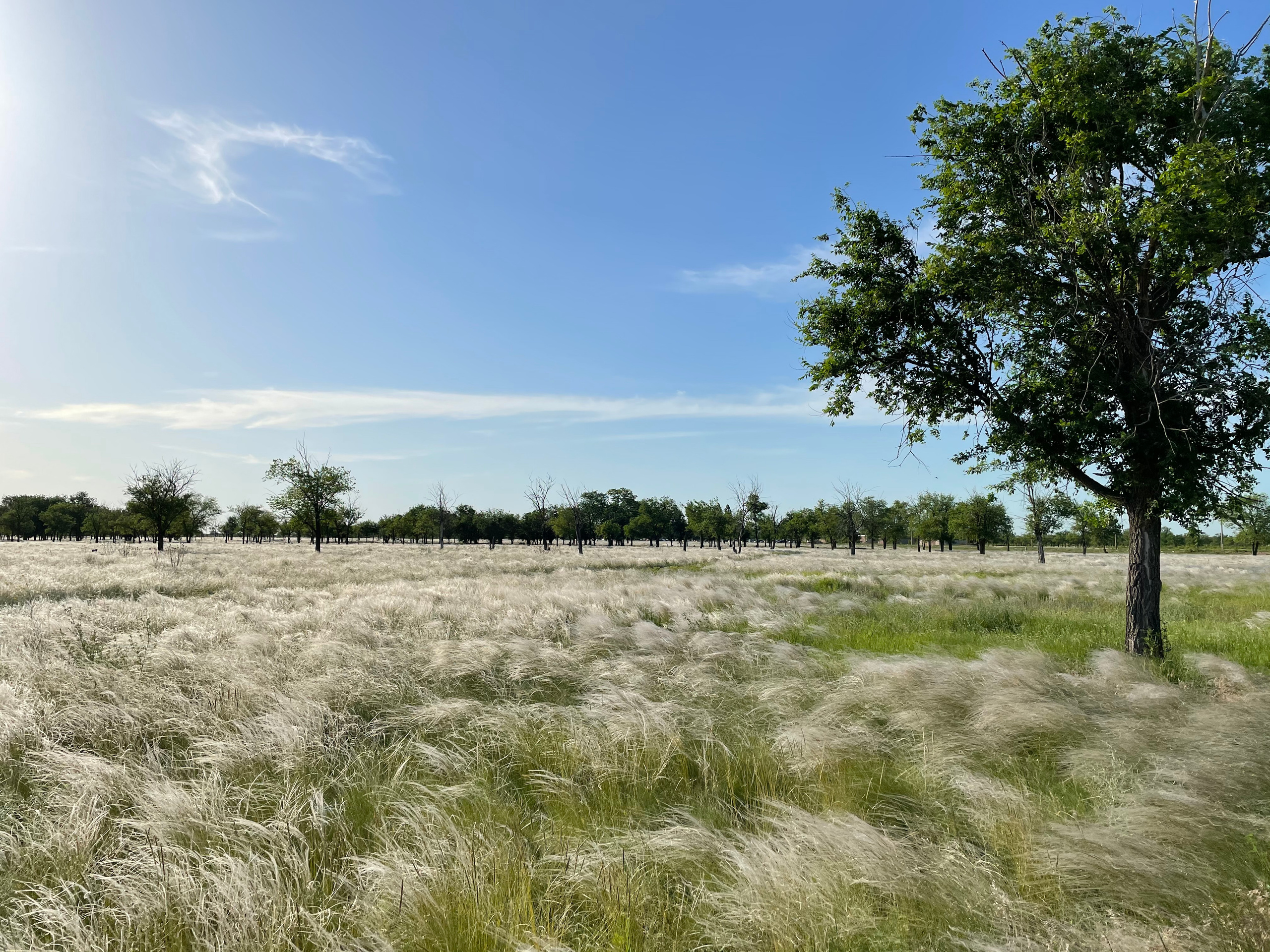 10 504 Степь. ВИЗУАЛЬНЫЕ И ЗВУКОВЫЕ РЕШЕНИЯ ДЛЯ БИЗНЕСА И СЪЁМОК ТЕЛЕТЕЛА