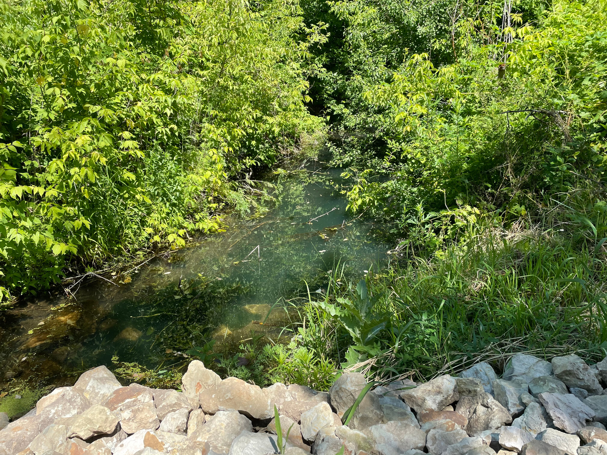 12 101 Лес, водоём. ВИЗУАЛЬНЫЕ И ЗВУКОВЫЕ РЕШЕНИЯ ДЛЯ БИЗНЕСА И СЪЁМОК ТЕЛЕТЕЛА