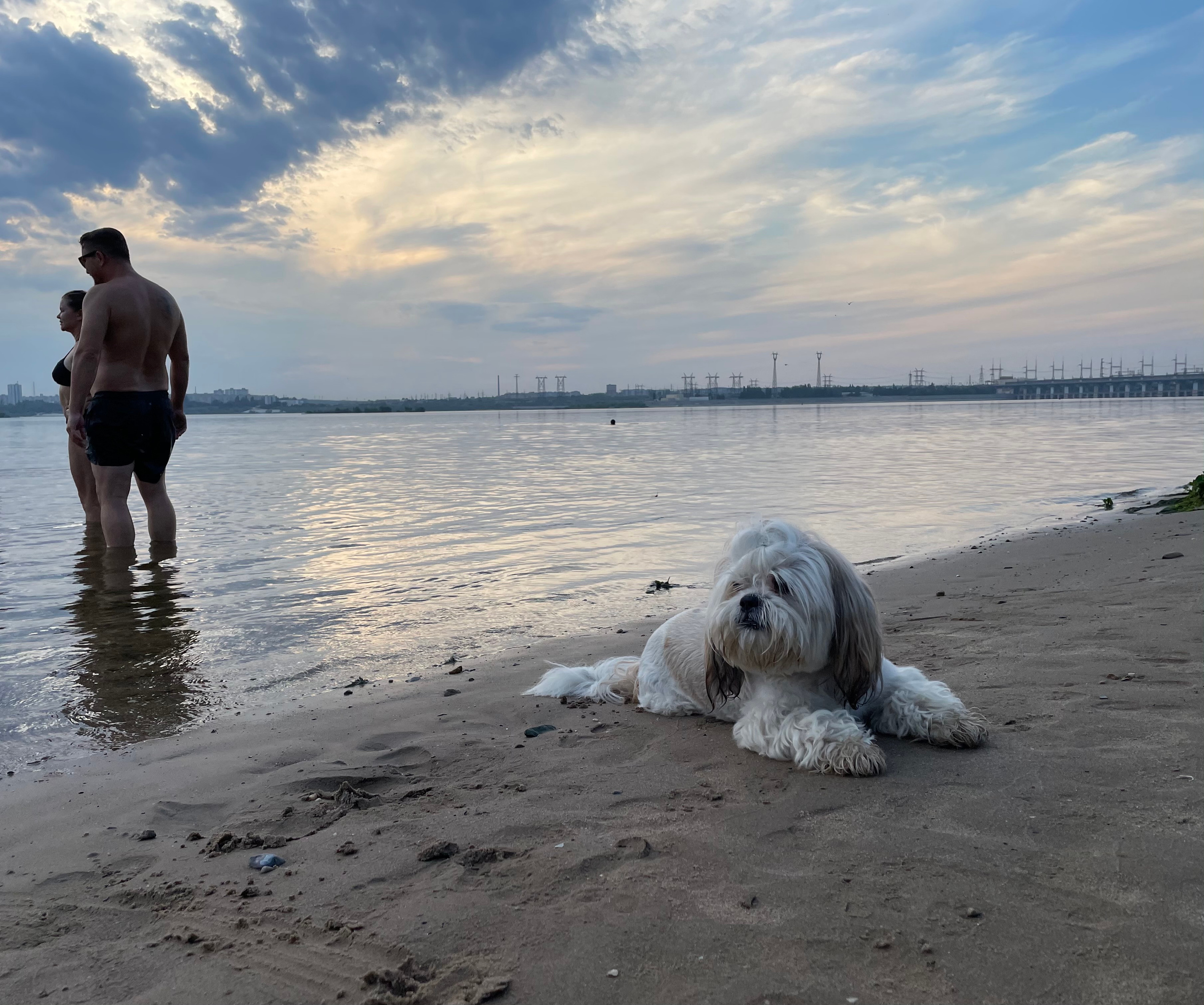 170 101 Собака. ВИЗУАЛЬНЫЕ И ЗВУКОВЫЕ РЕШЕНИЯ ДЛЯ БИЗНЕСА И СЪЁМОК ТЕЛЕТЕЛА