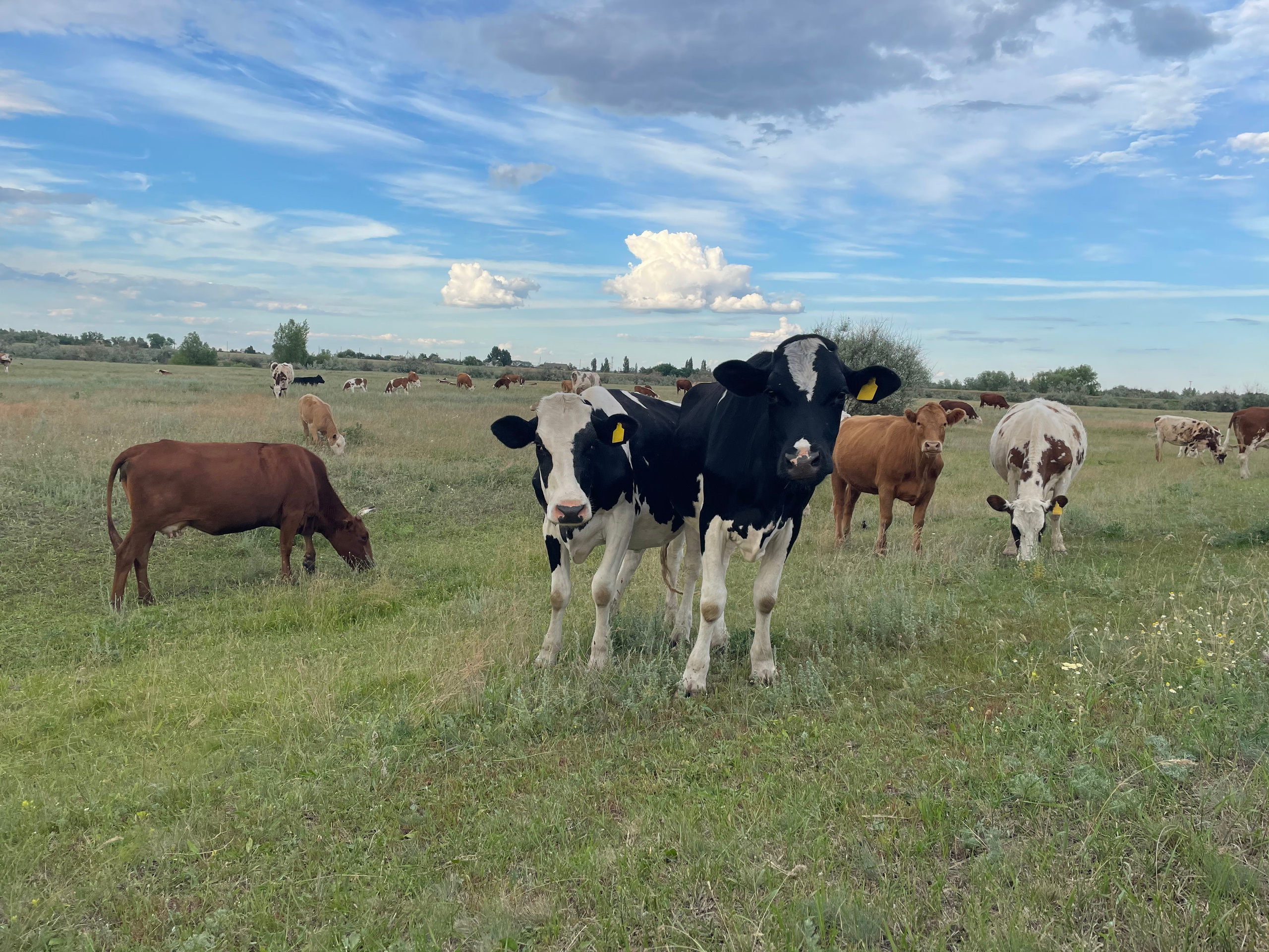 170 001 Коровы. ВИЗУАЛЬНЫЕ И ЗВУКОВЫЕ РЕШЕНИЯ ДЛЯ БИЗНЕСА И СЪЁМОК ТЕЛЕТЕЛА