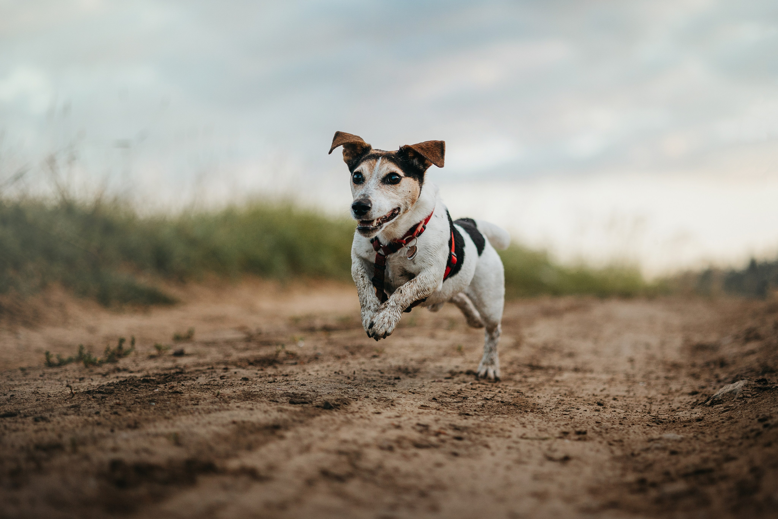 Маша и Персик. Фотограф — Анималист | Санкт-Петербург